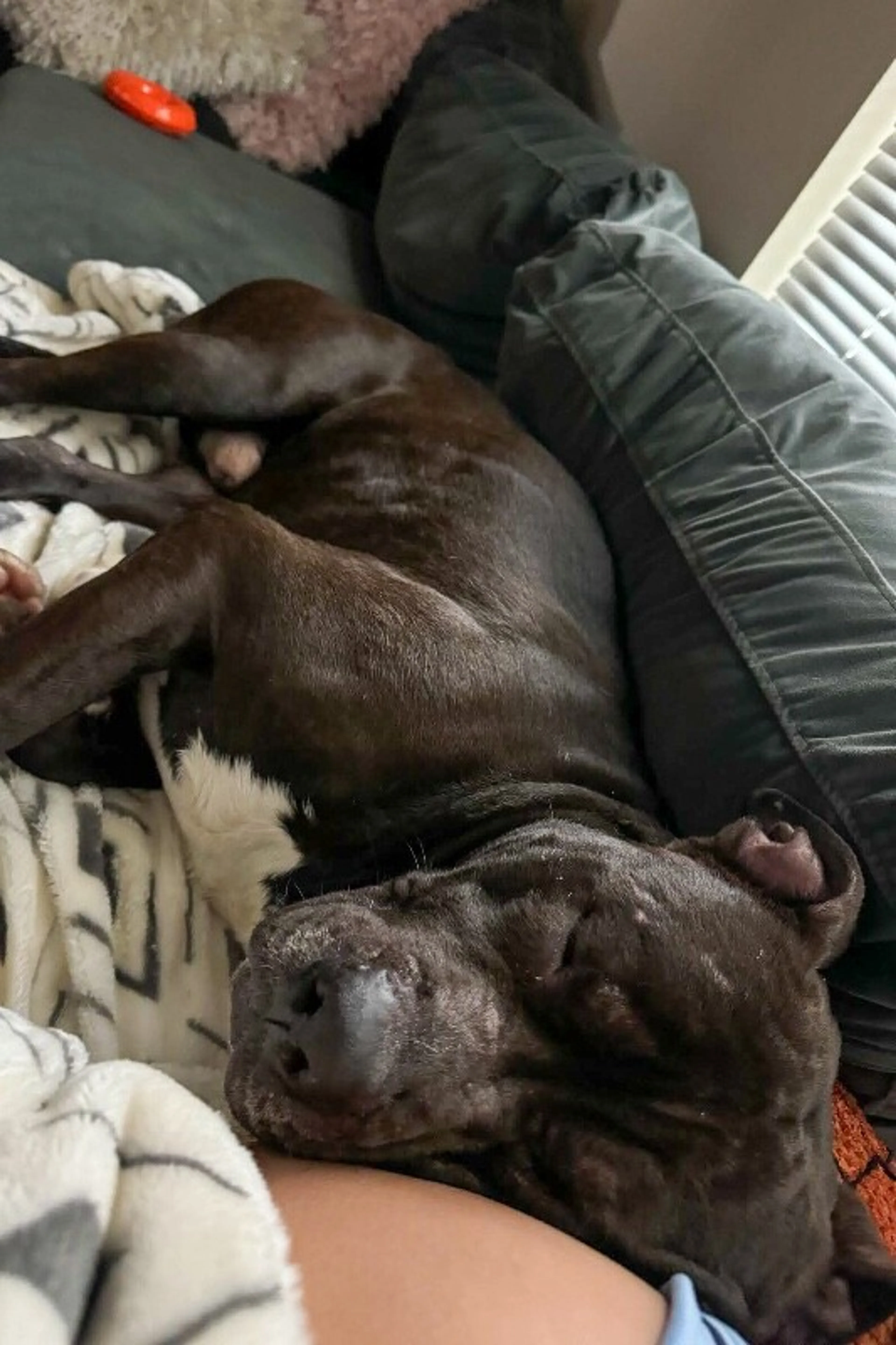 Found pet-6
