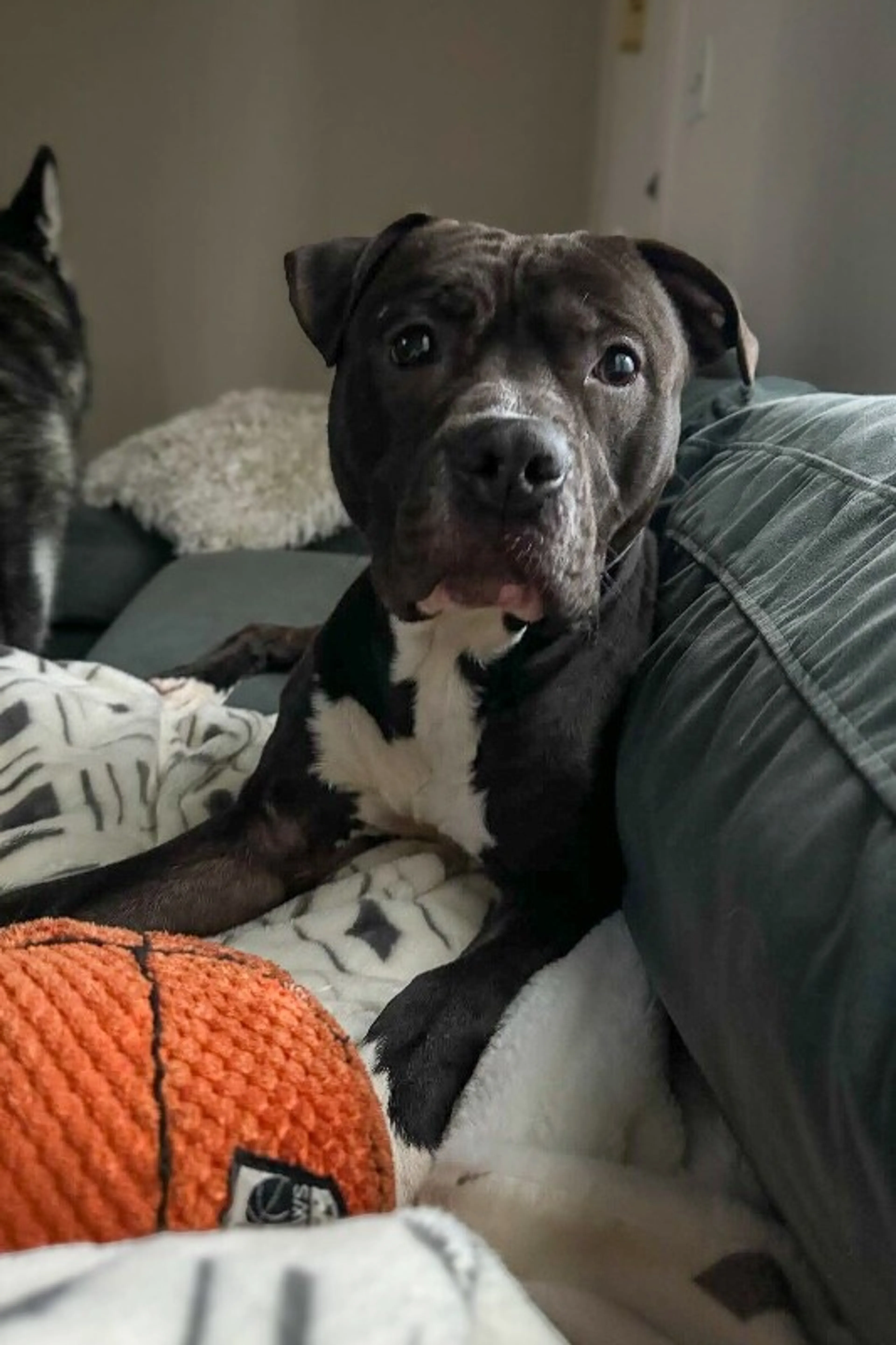Found pet-4