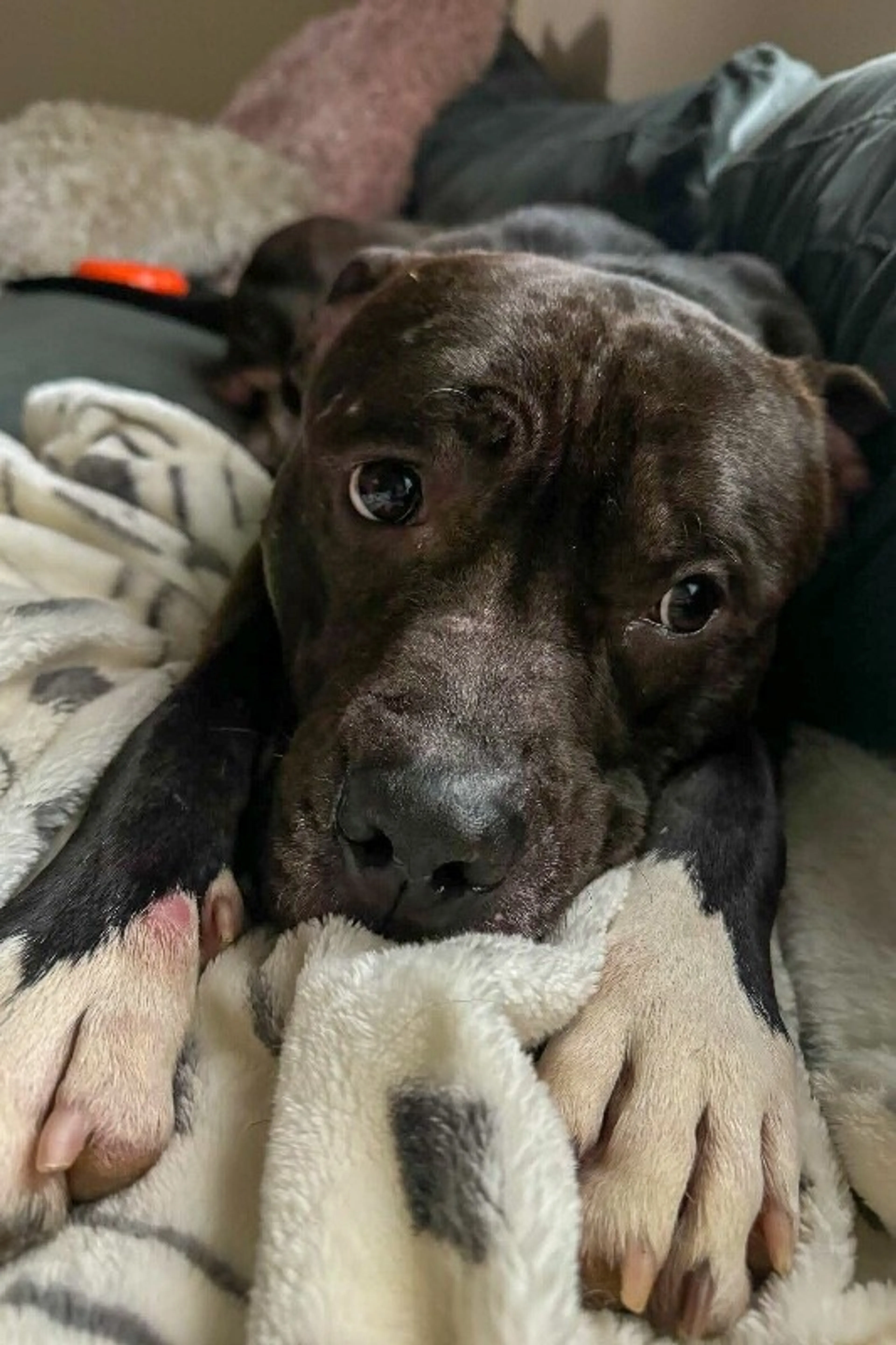 Found pet-3