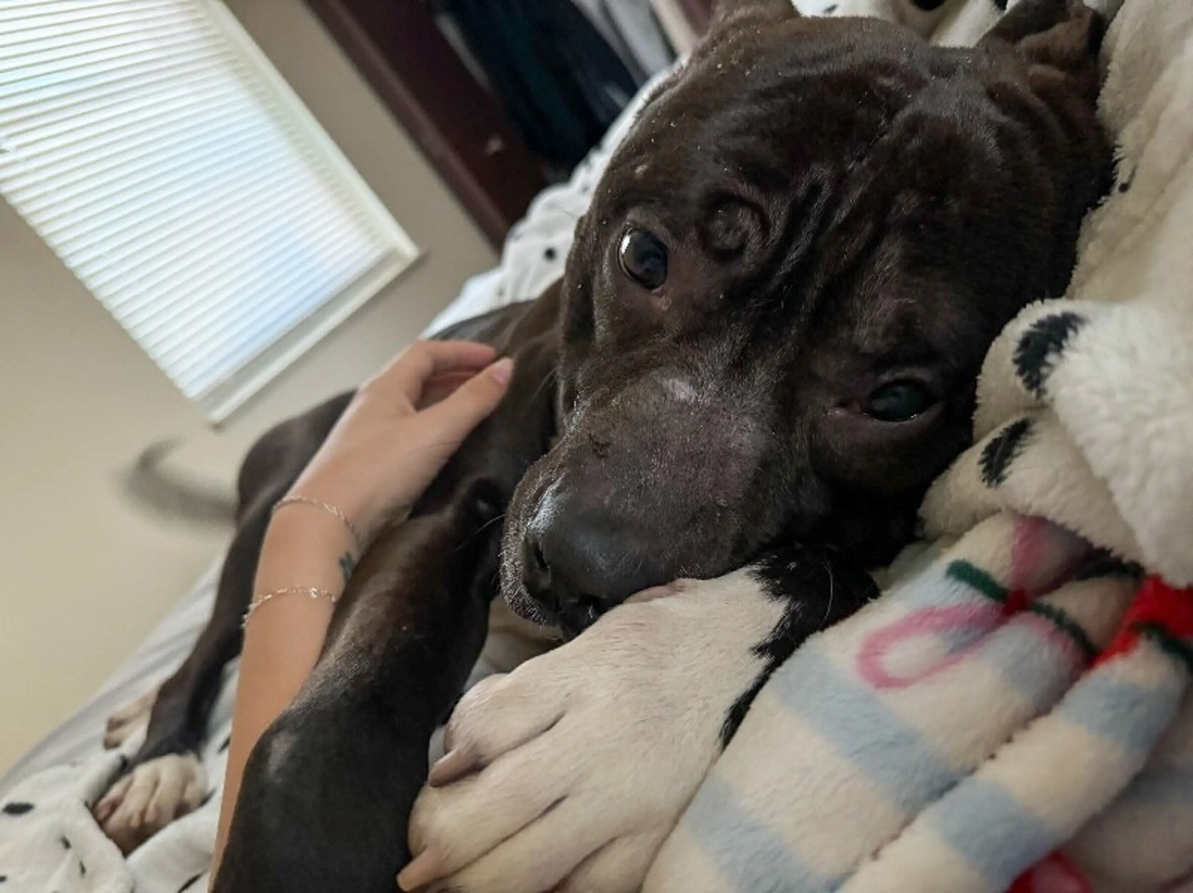 Found pet-5