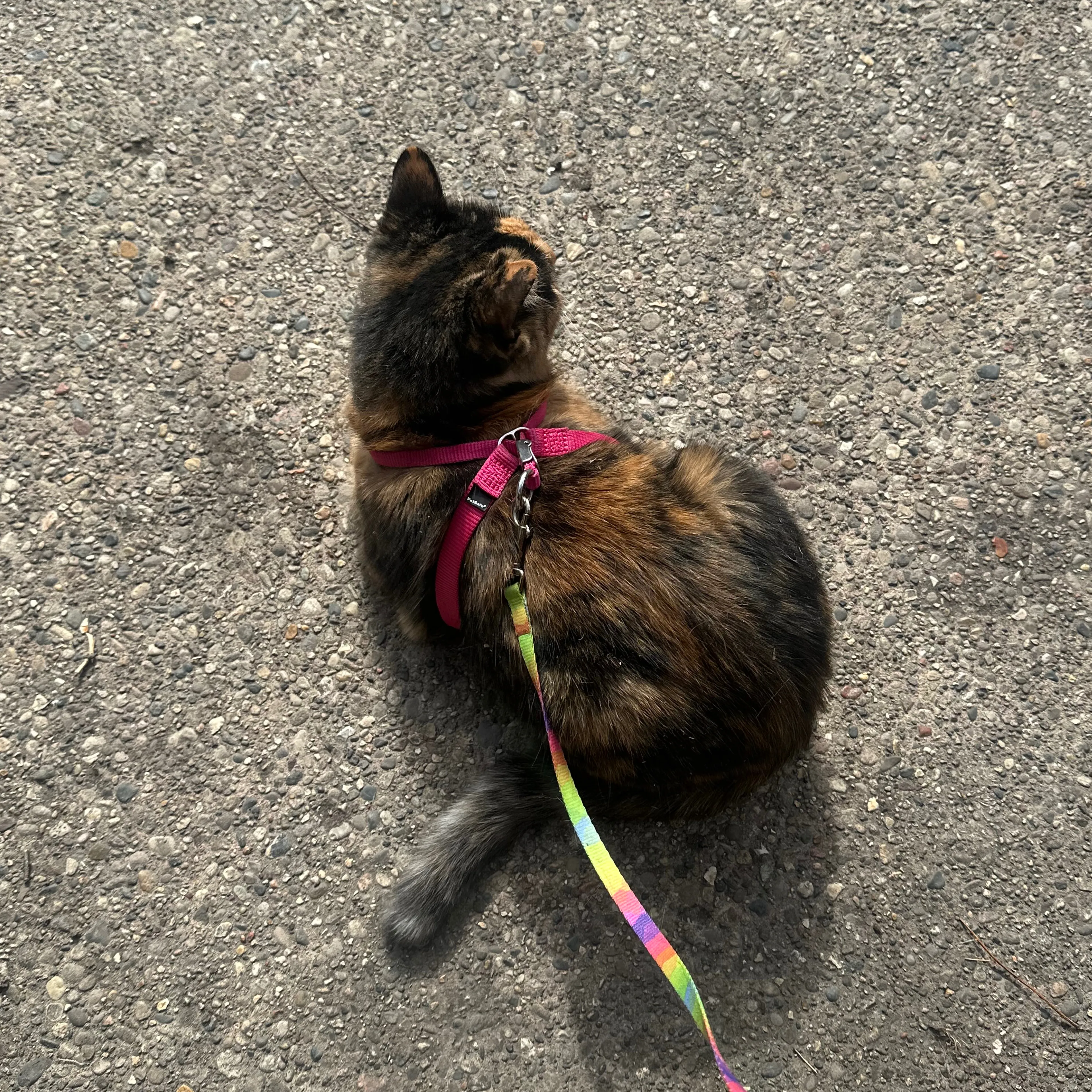 Lost pet-1