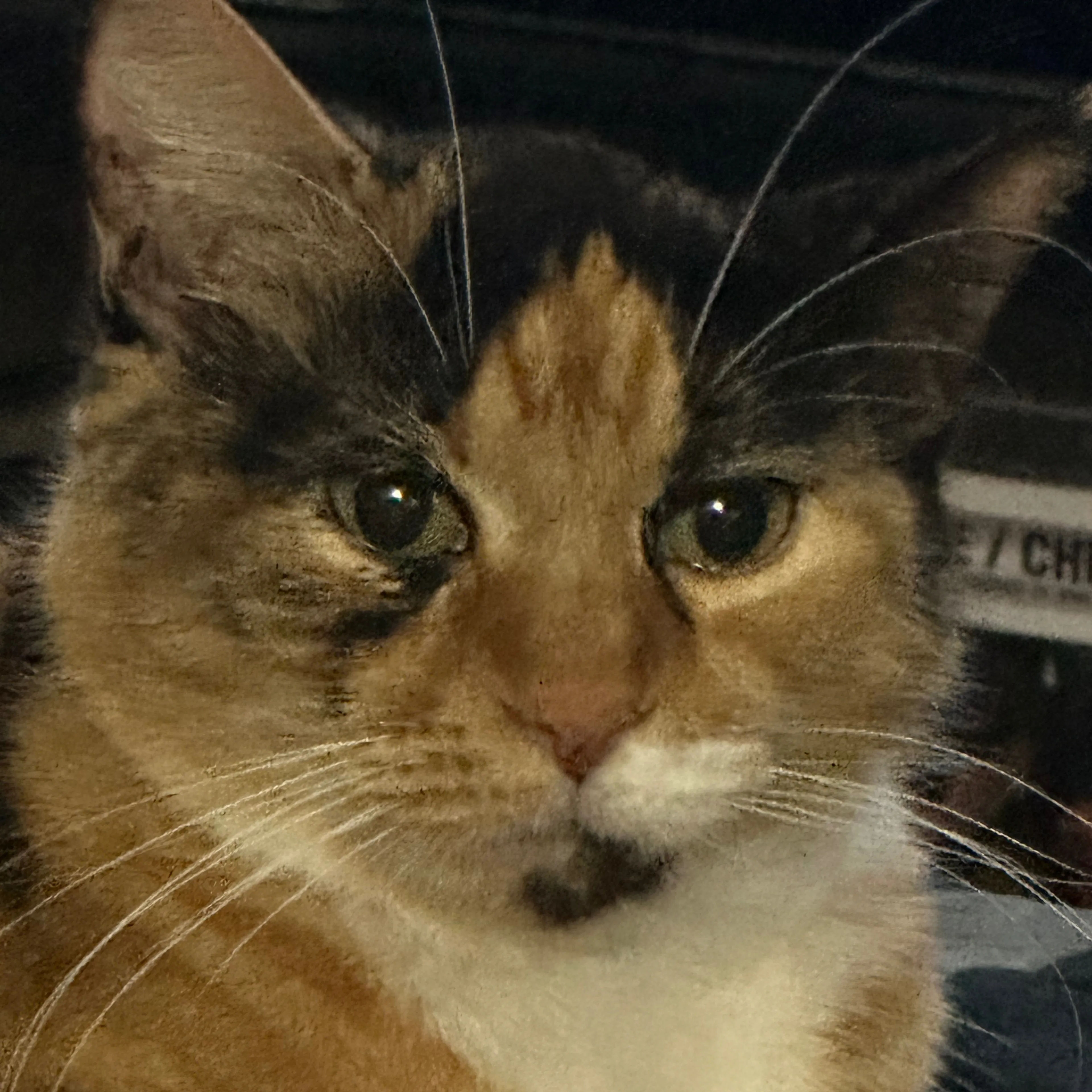 Lost pet-2