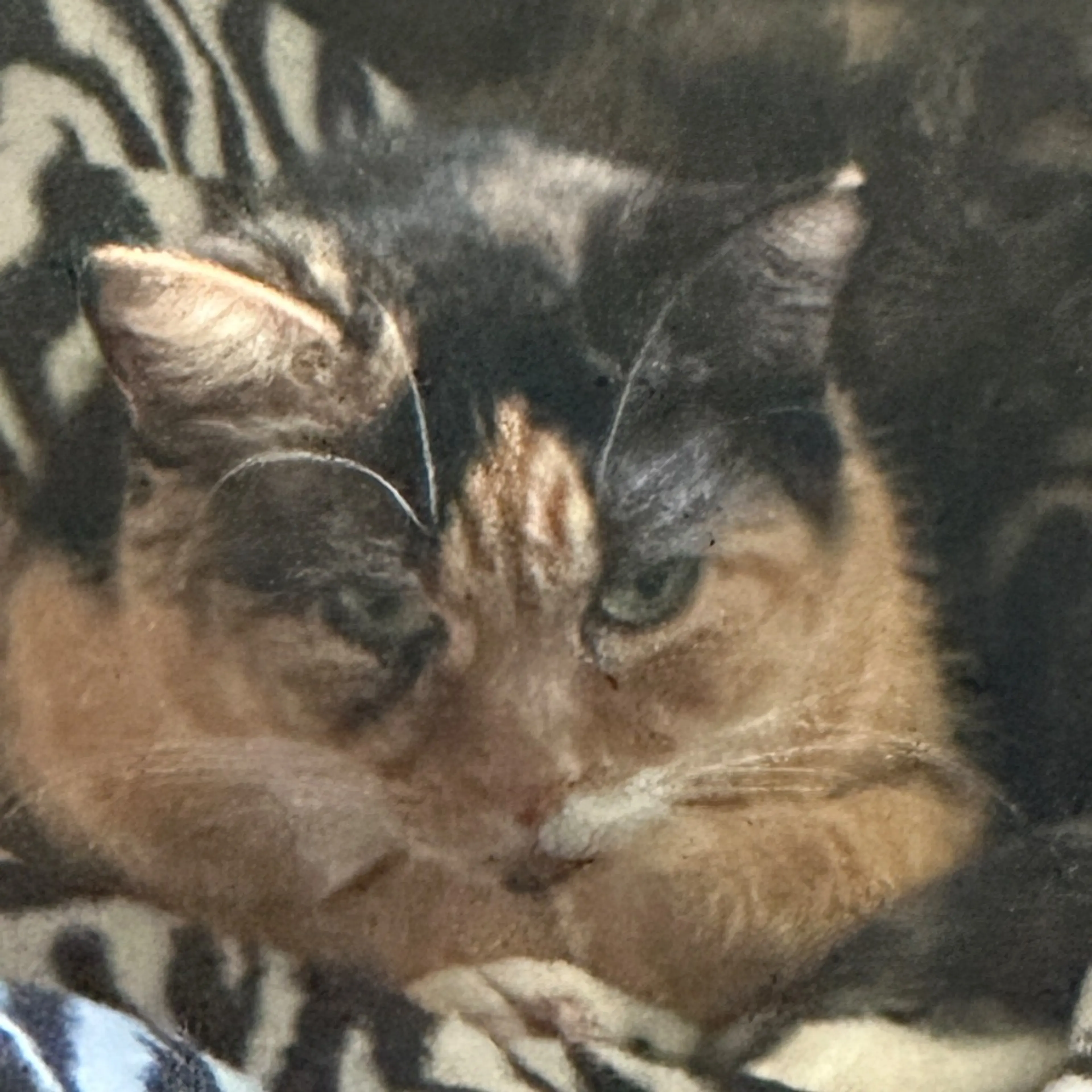 Lost pet-0