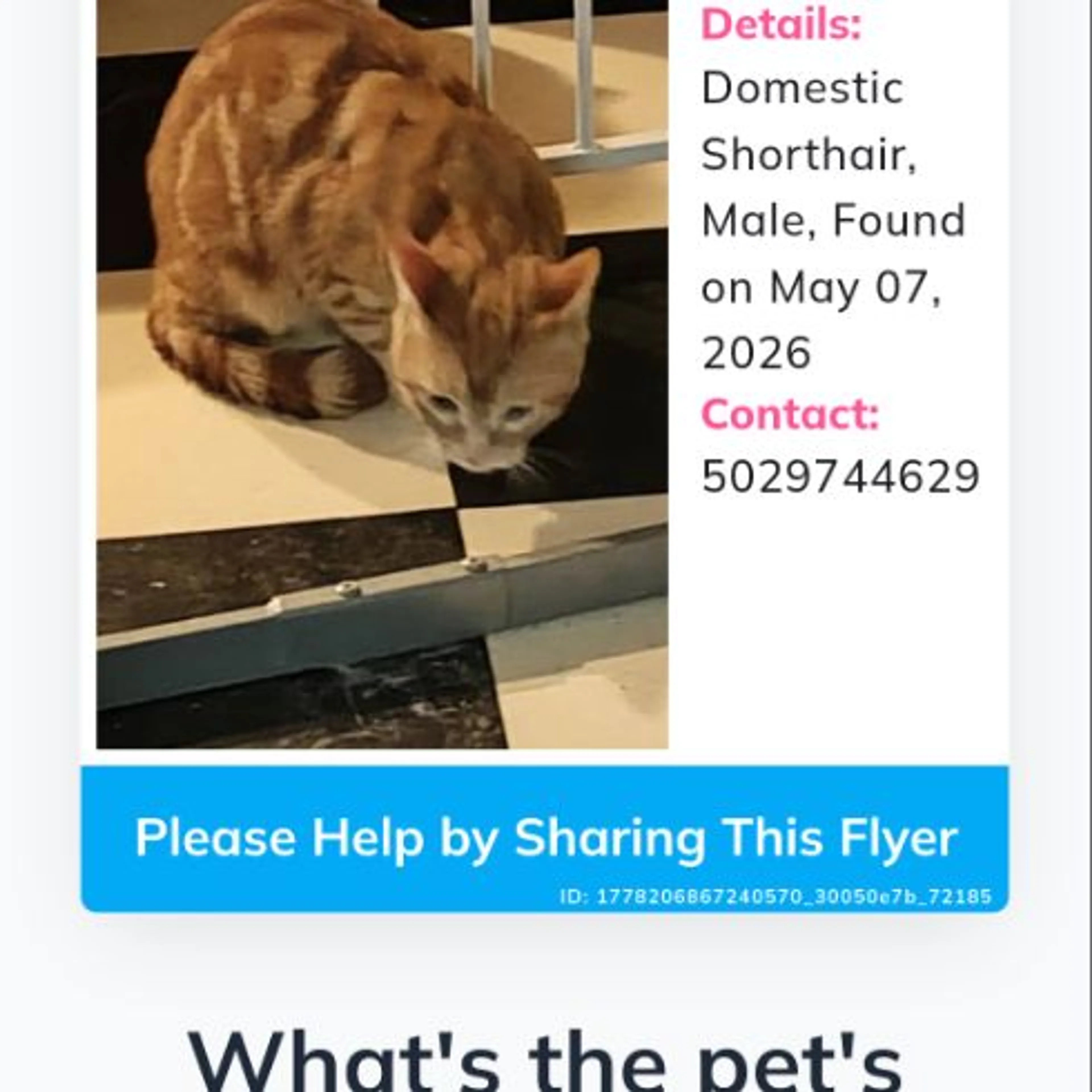 Found pet