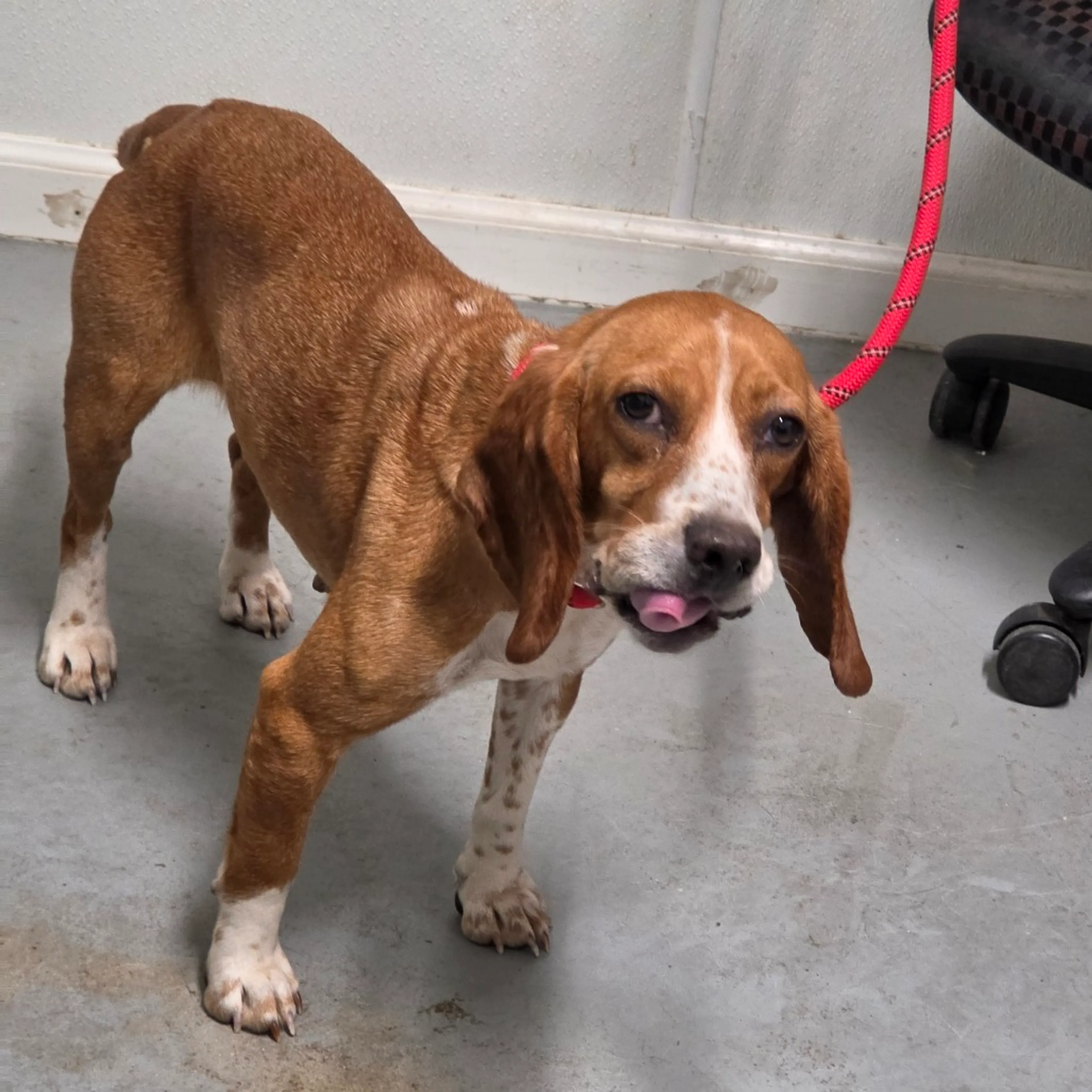 Found pet