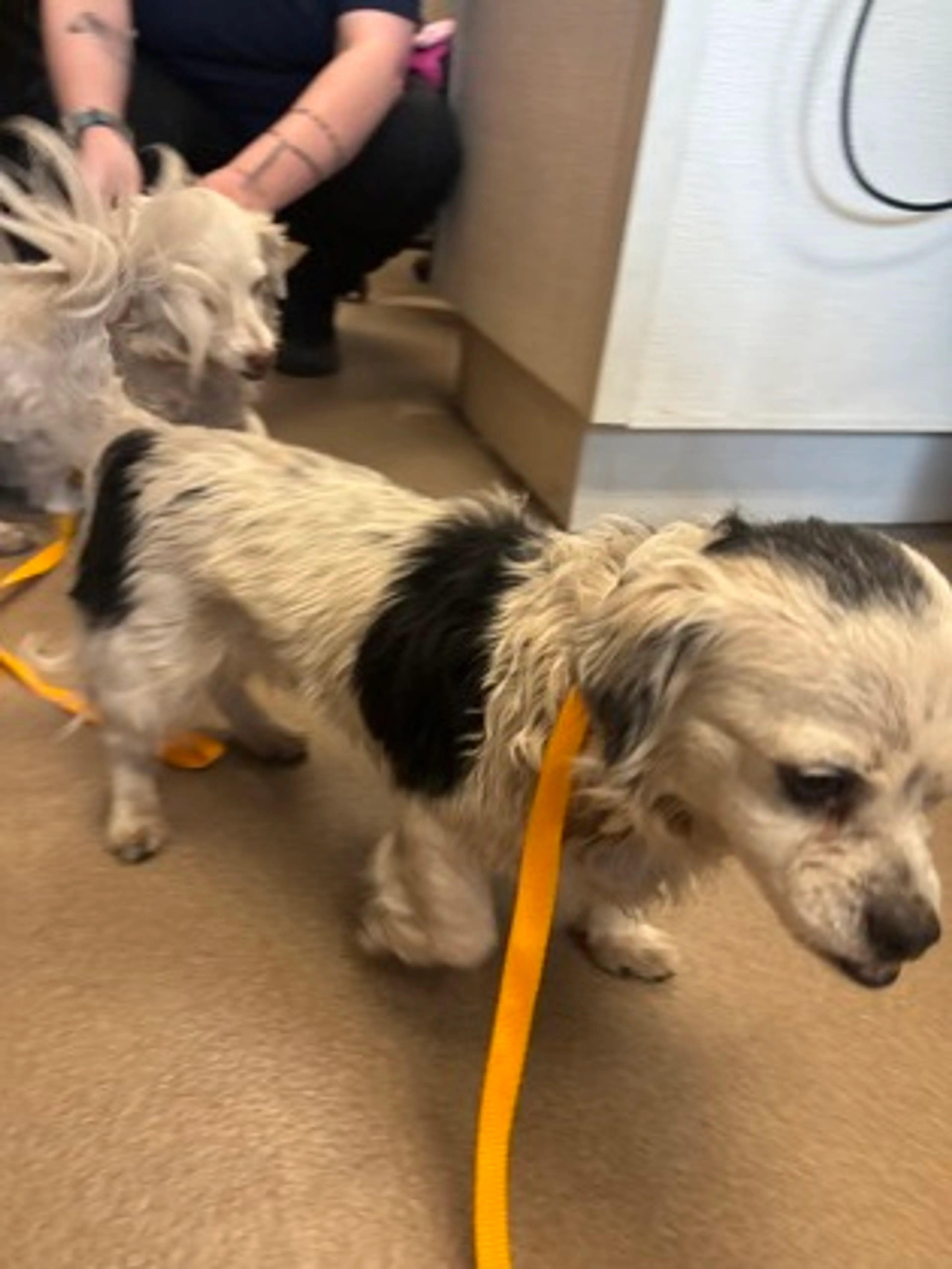 Found pet-2