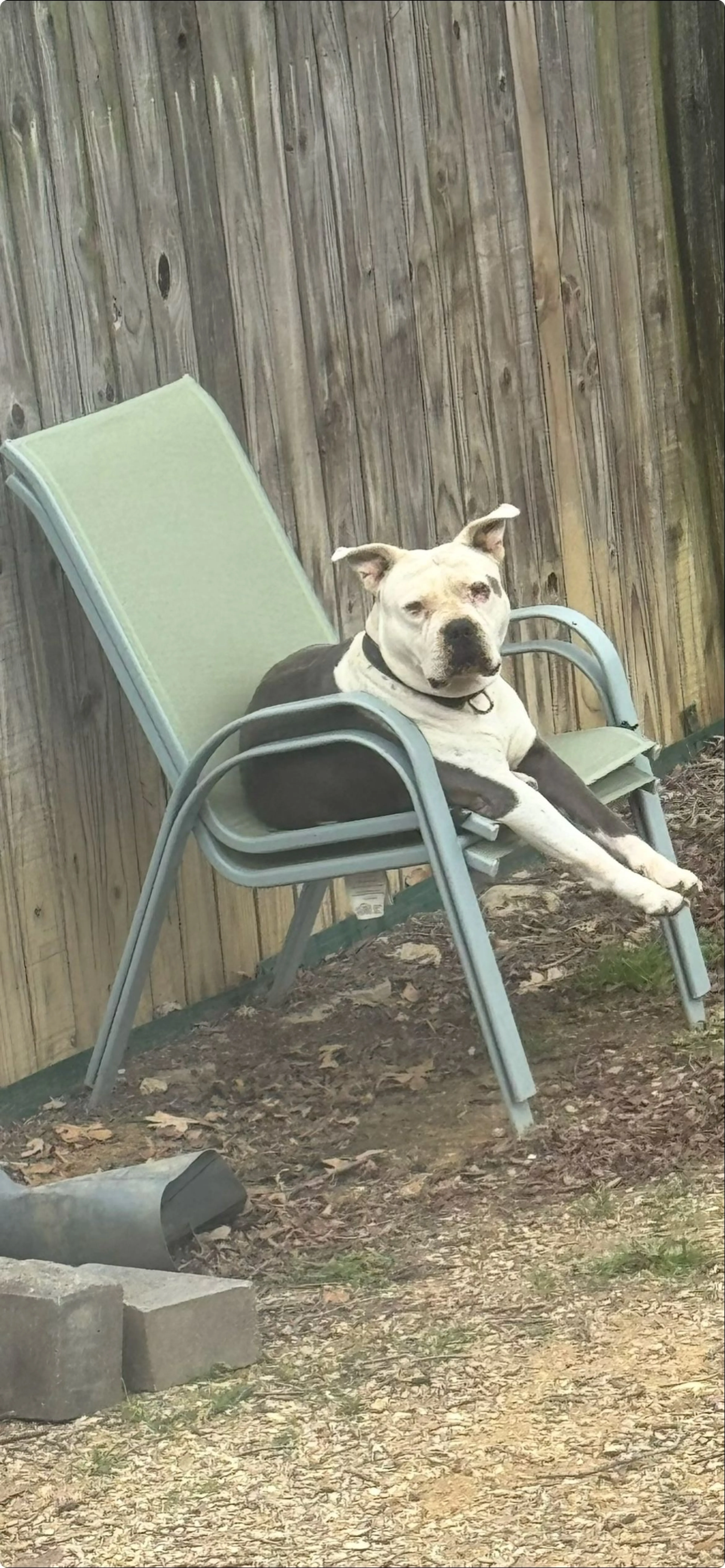 Lost pet