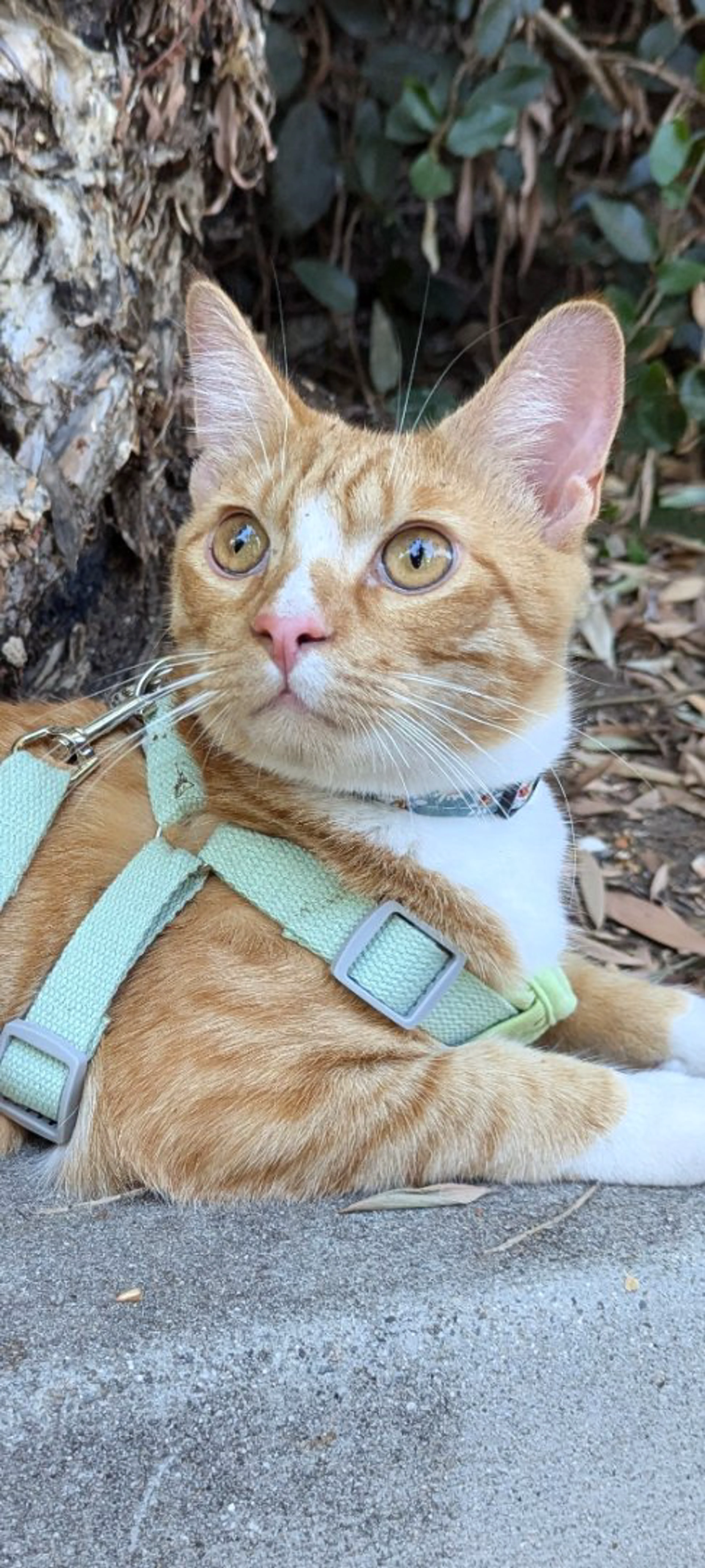 Lost pet-0