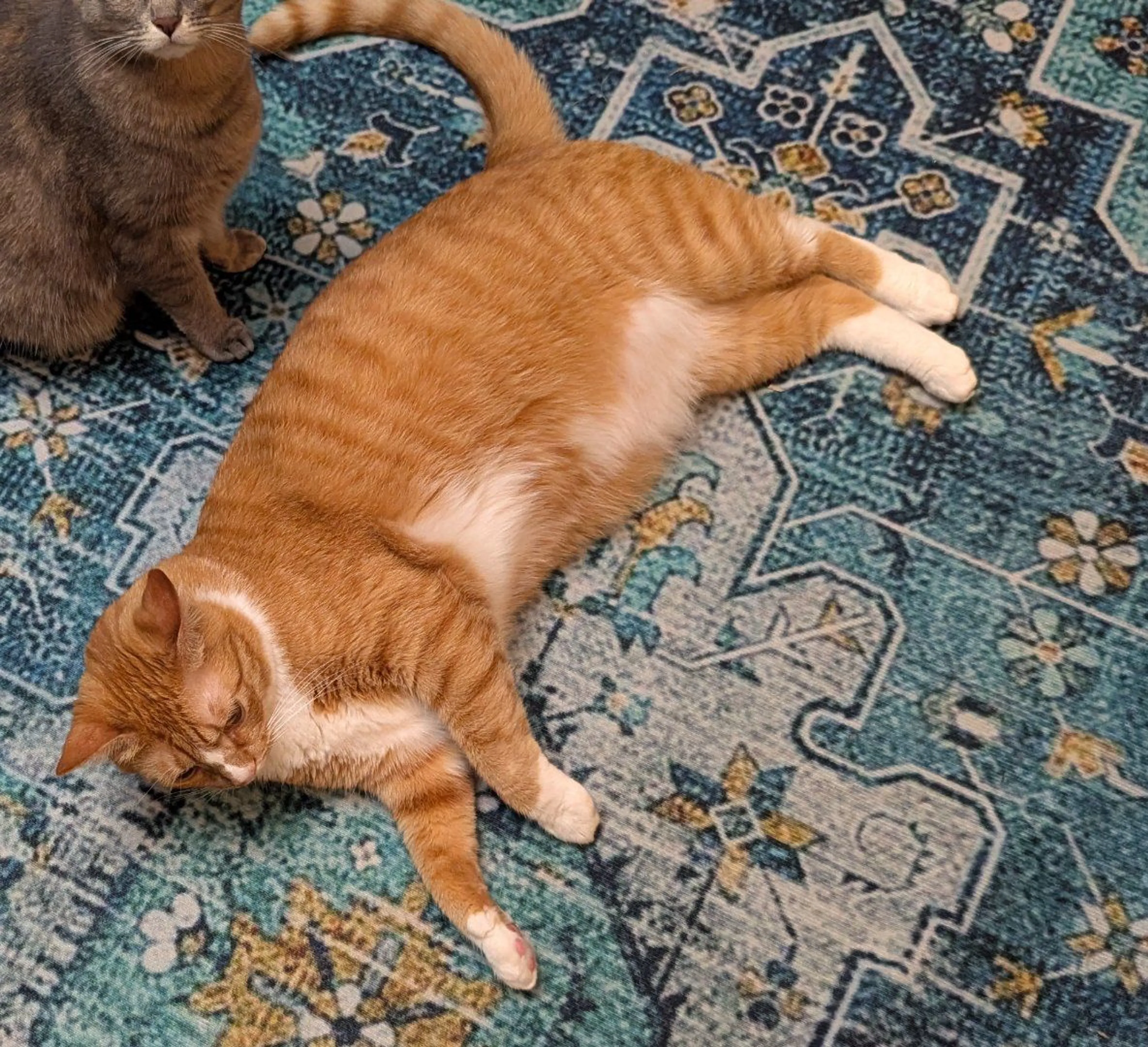 Lost pet-2