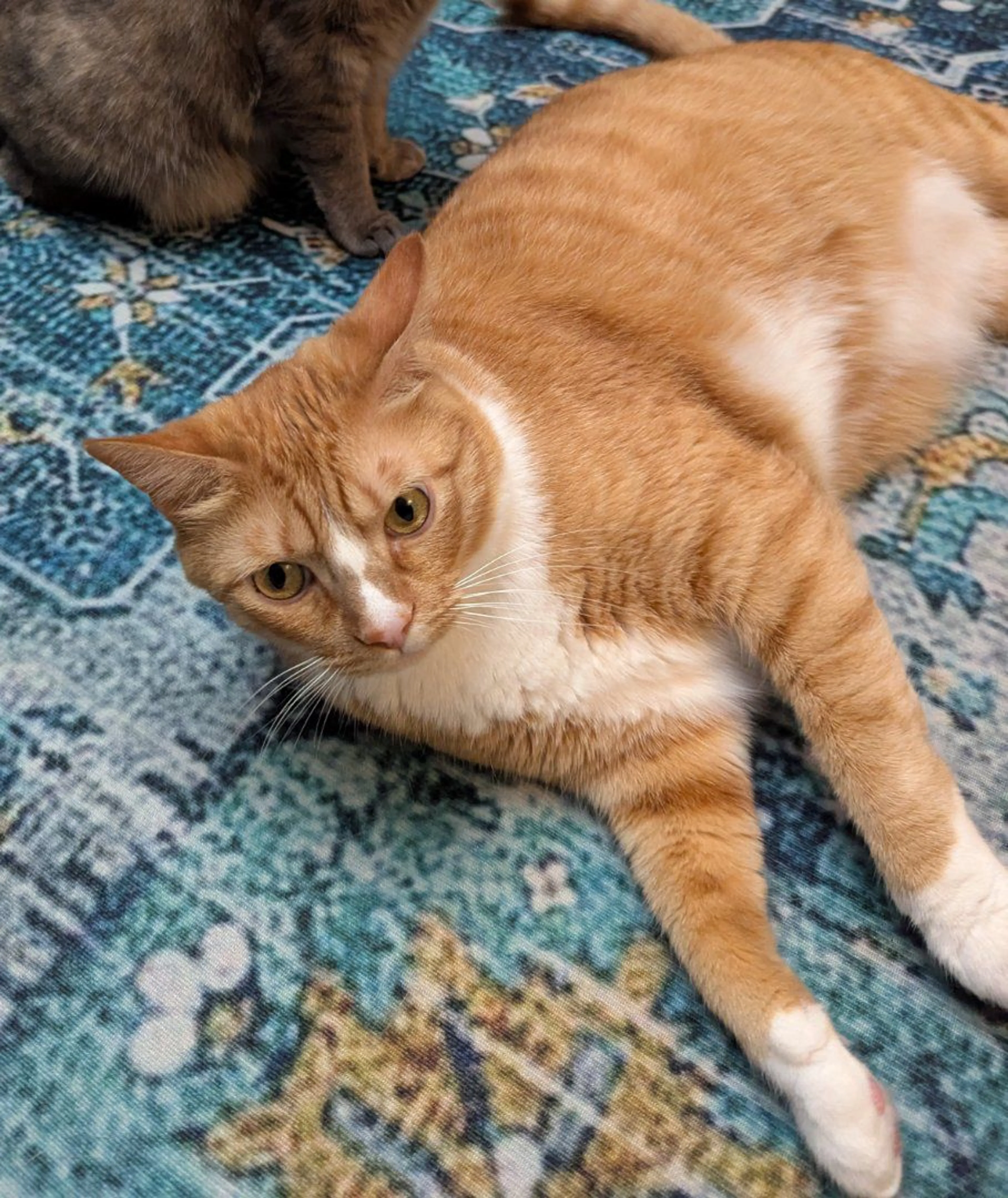 Lost pet-1