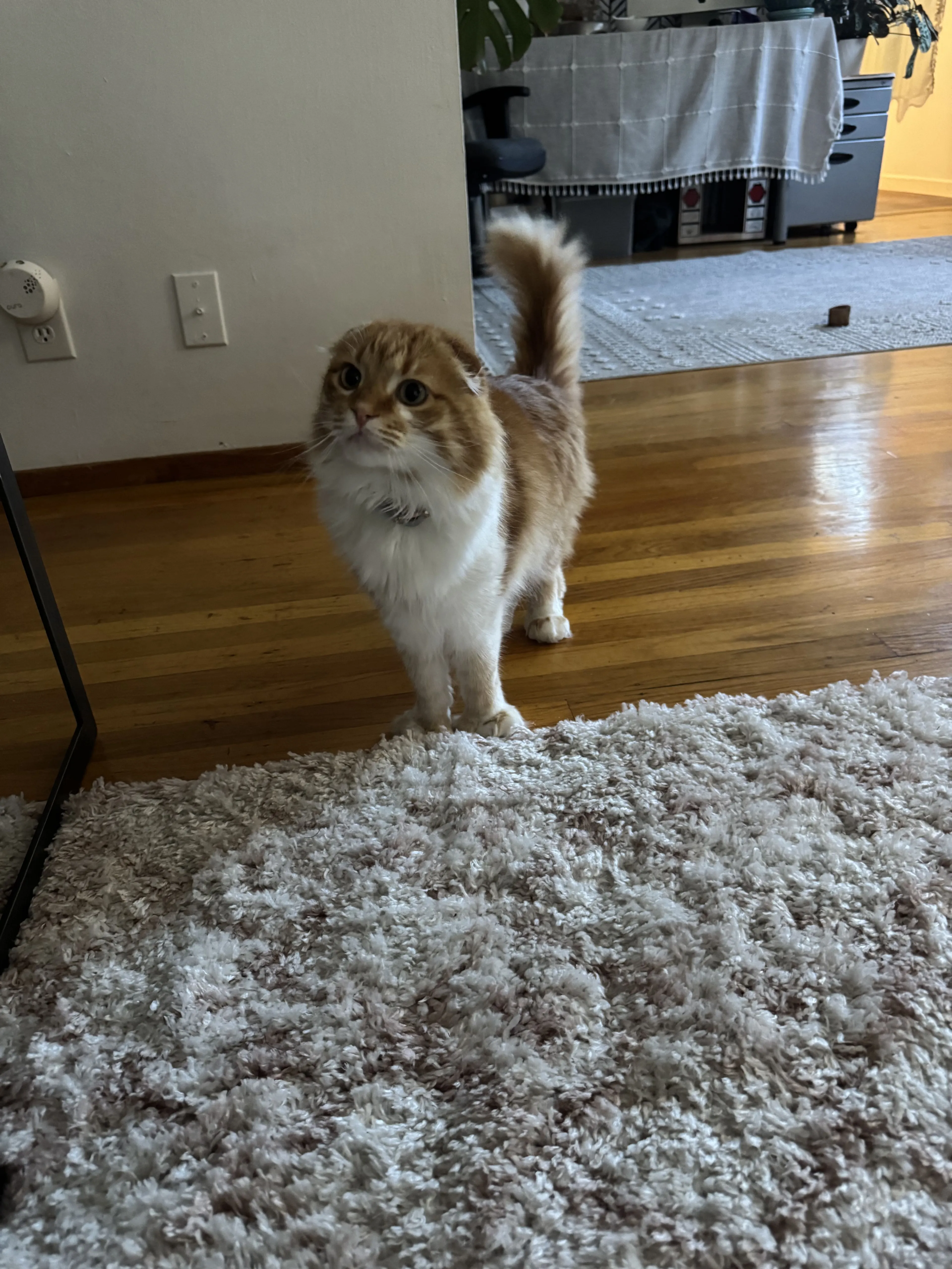 Lost pet-1