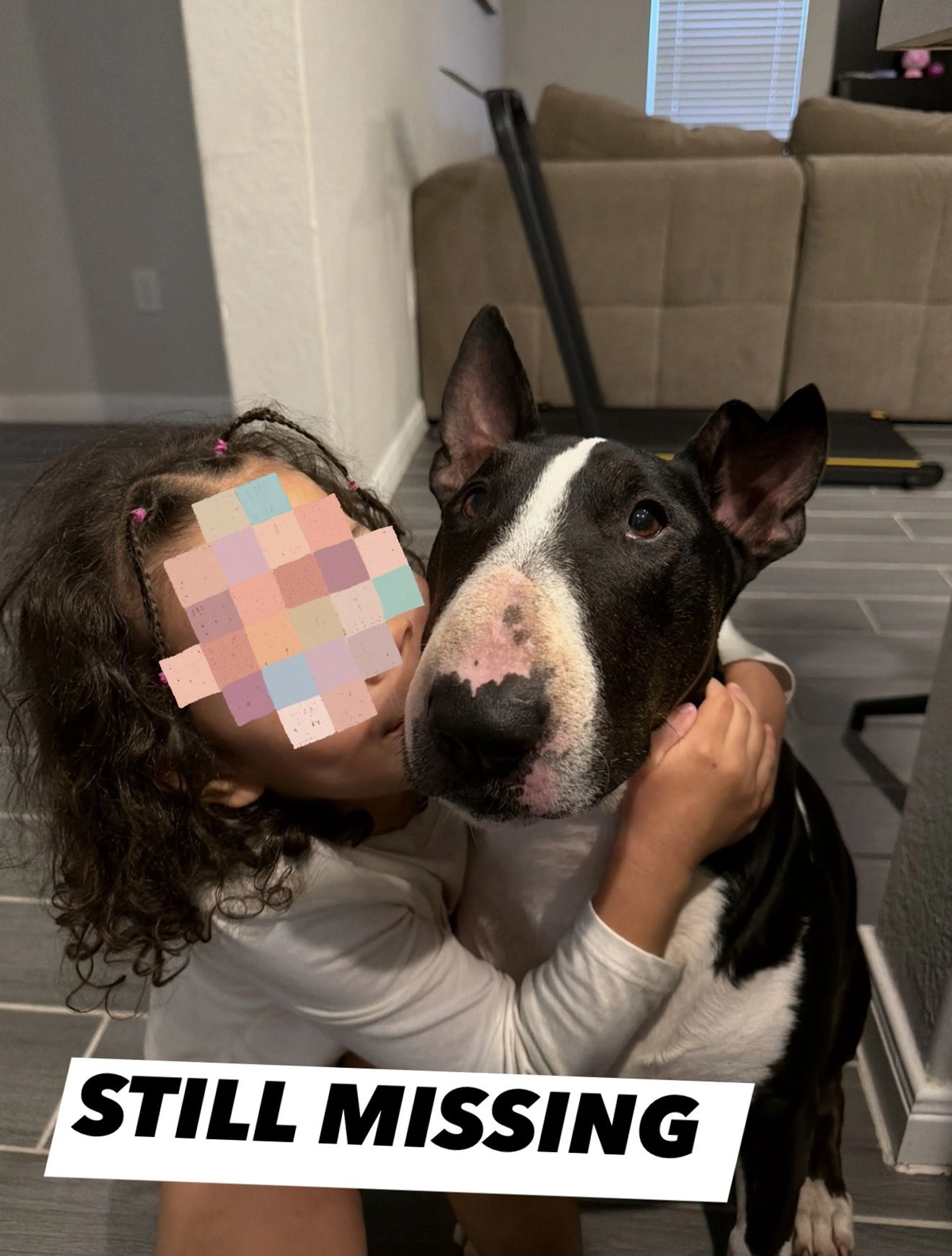 Lost pet