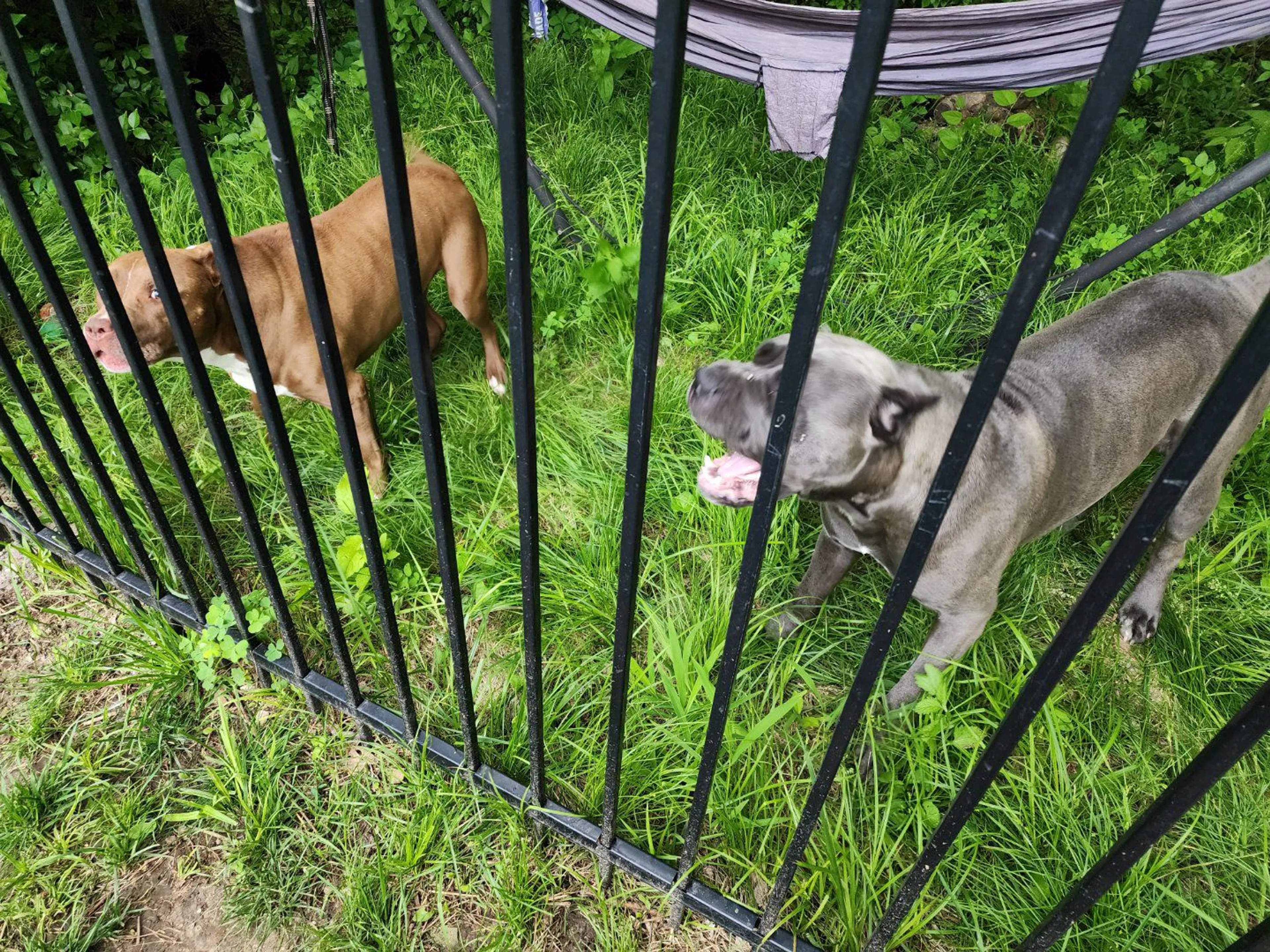 Lost pet-1