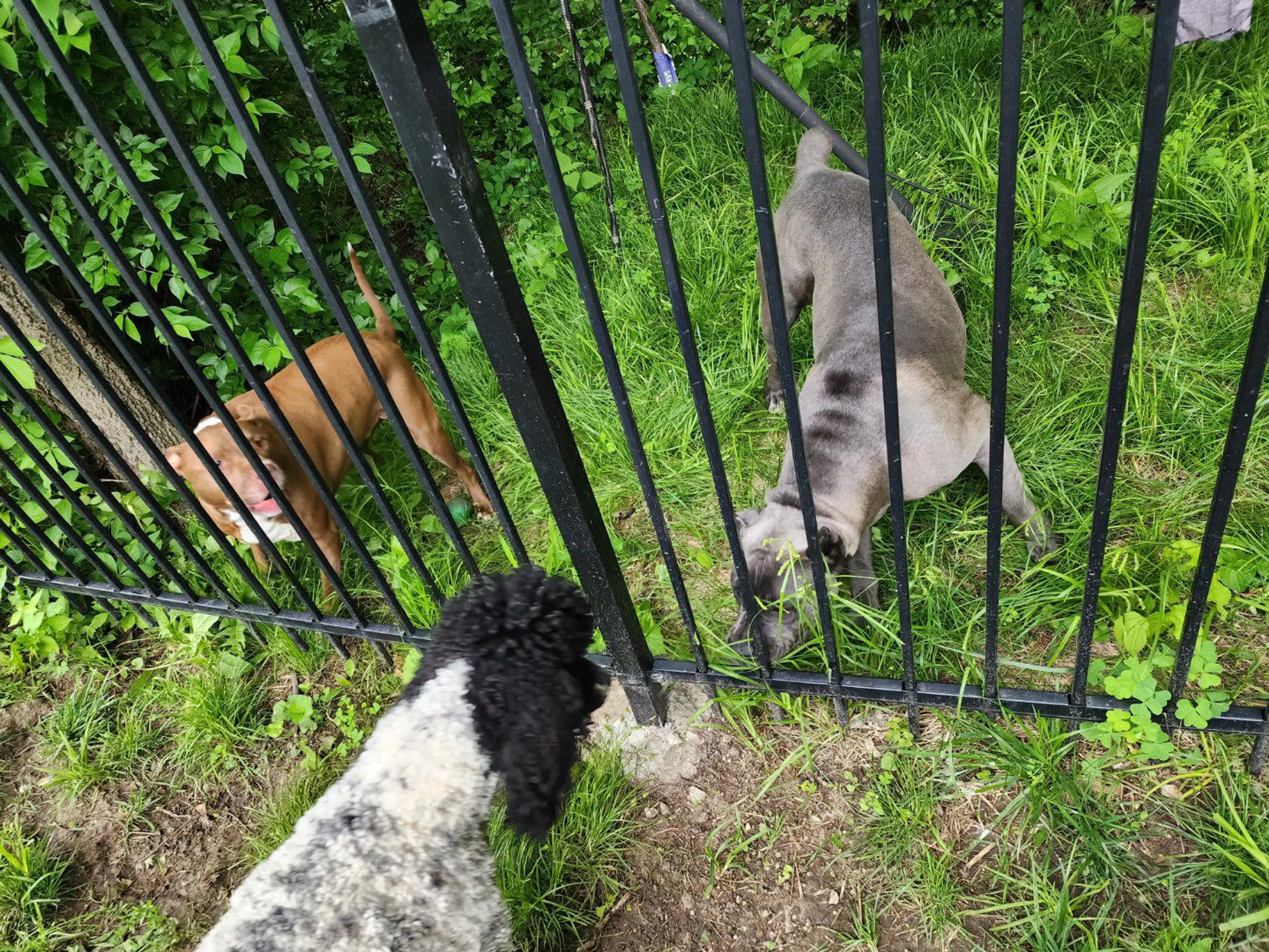 Lost pet-0