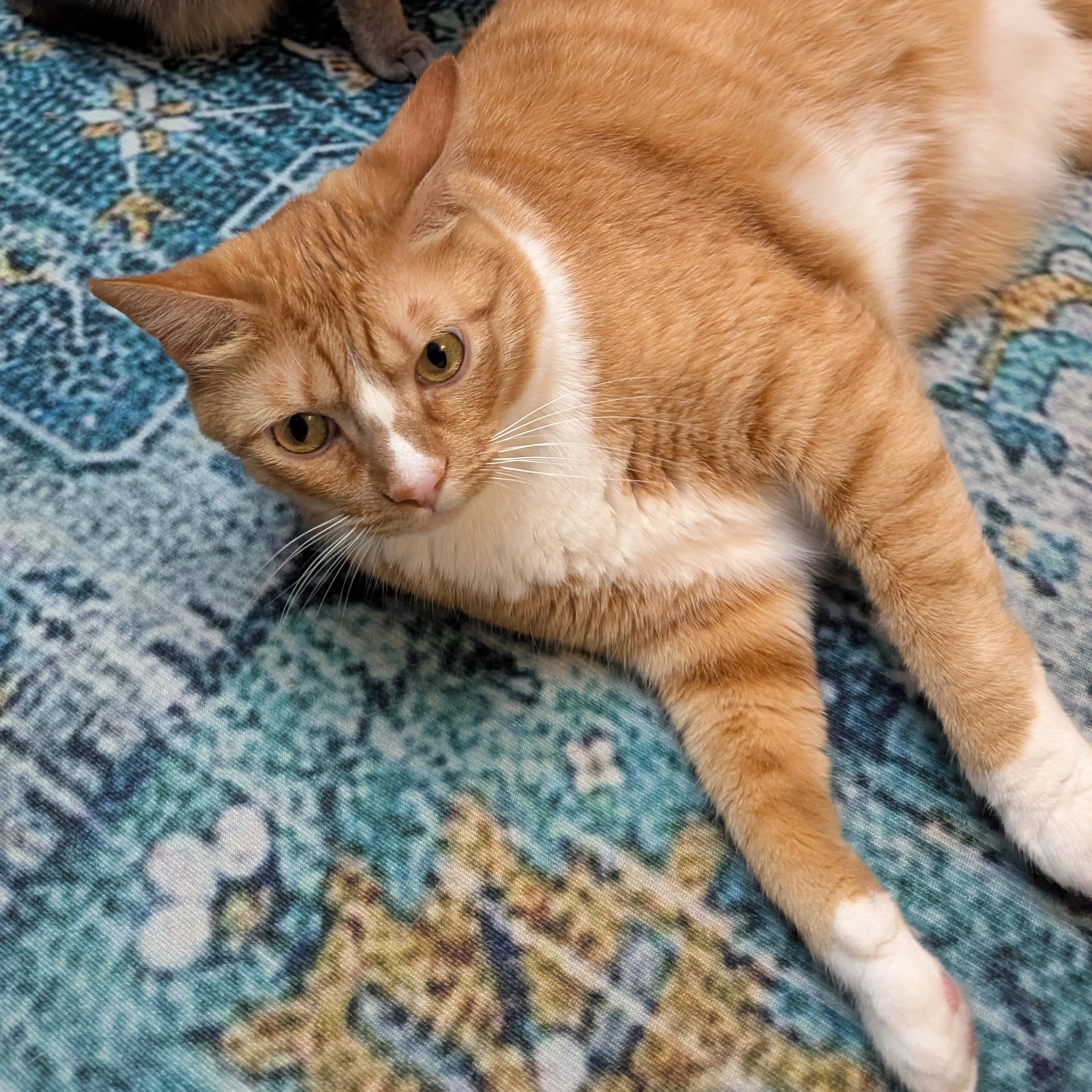Lost pet-1