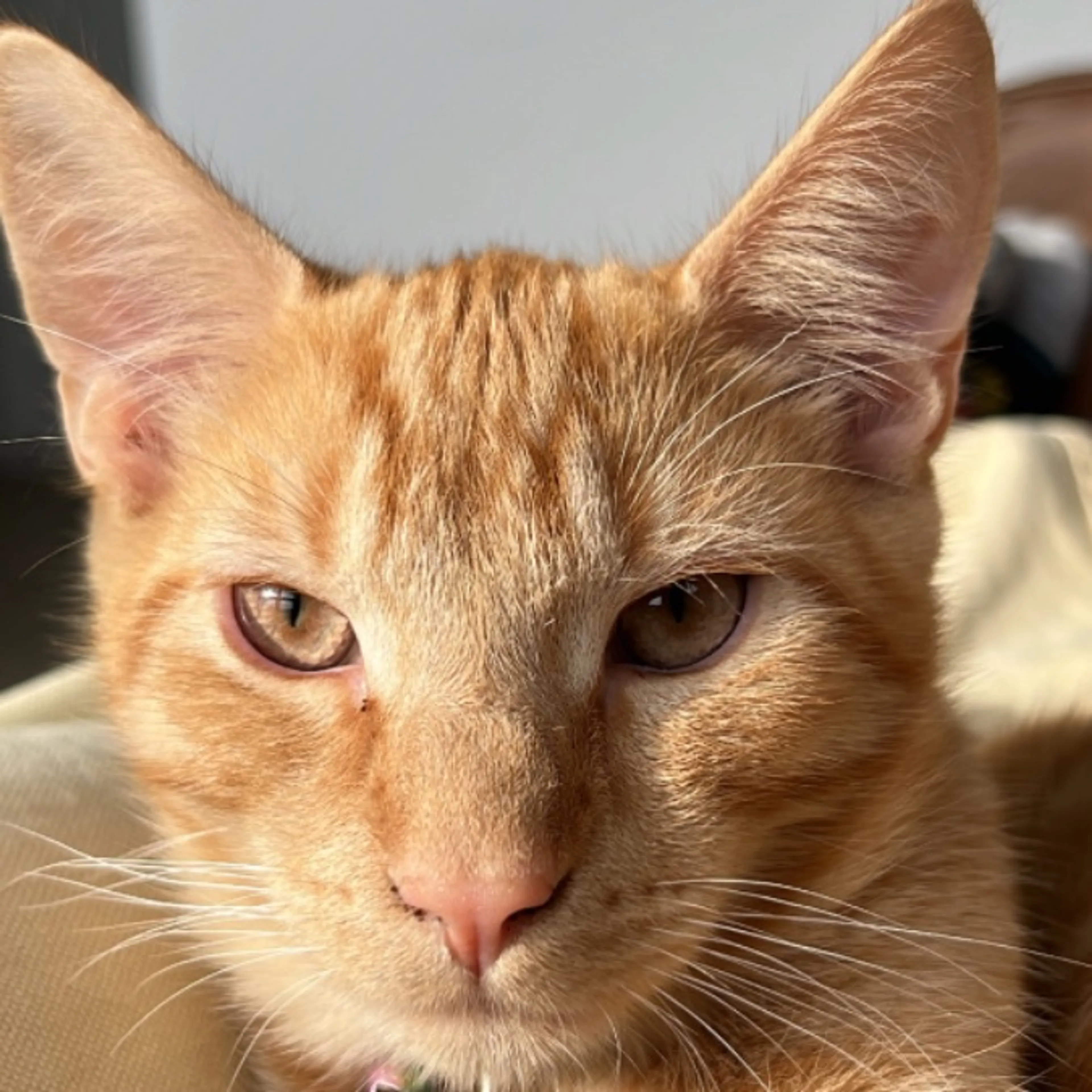 Lost pet