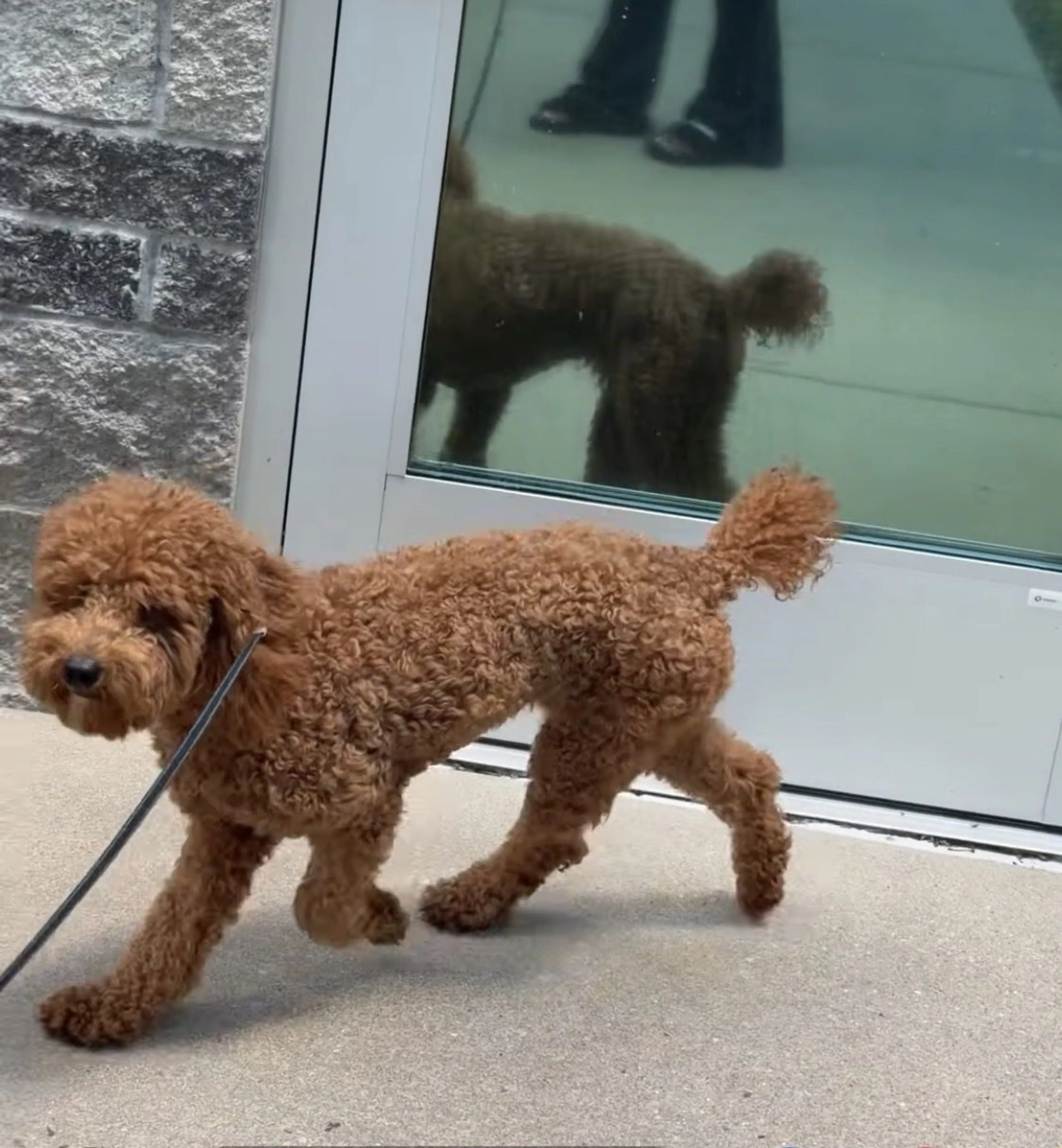 Lost pet