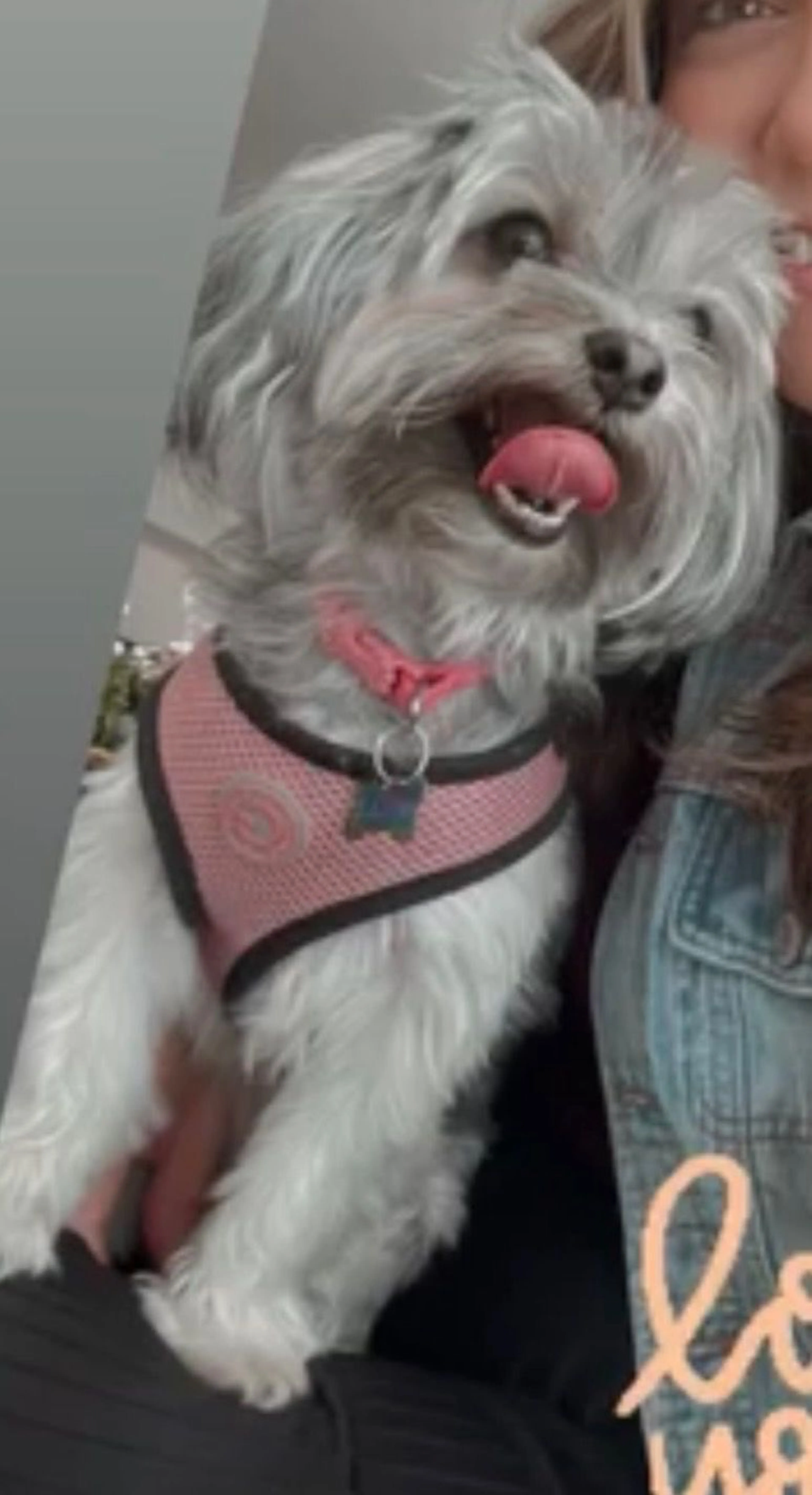 Lost pet