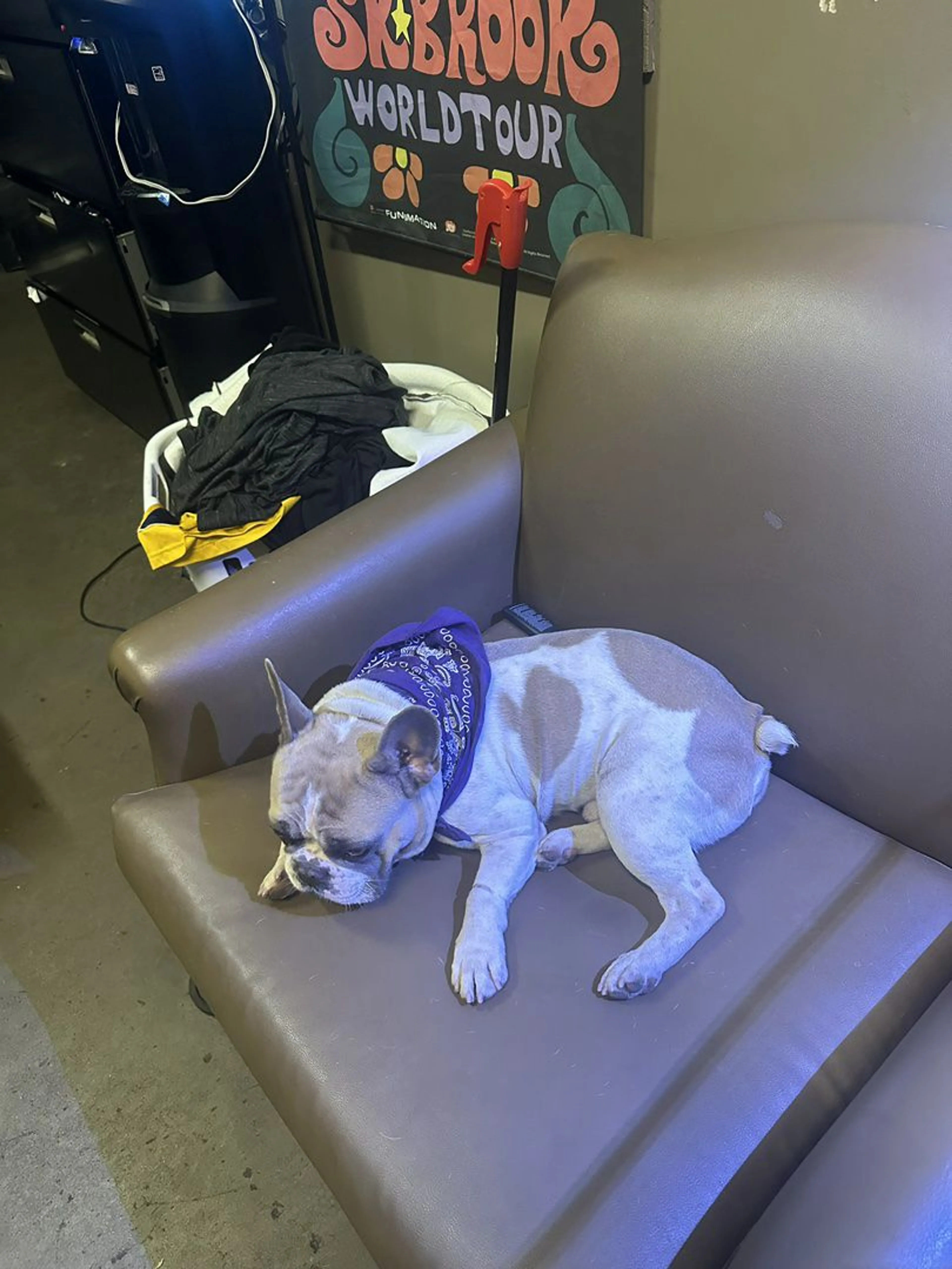 Lost pet