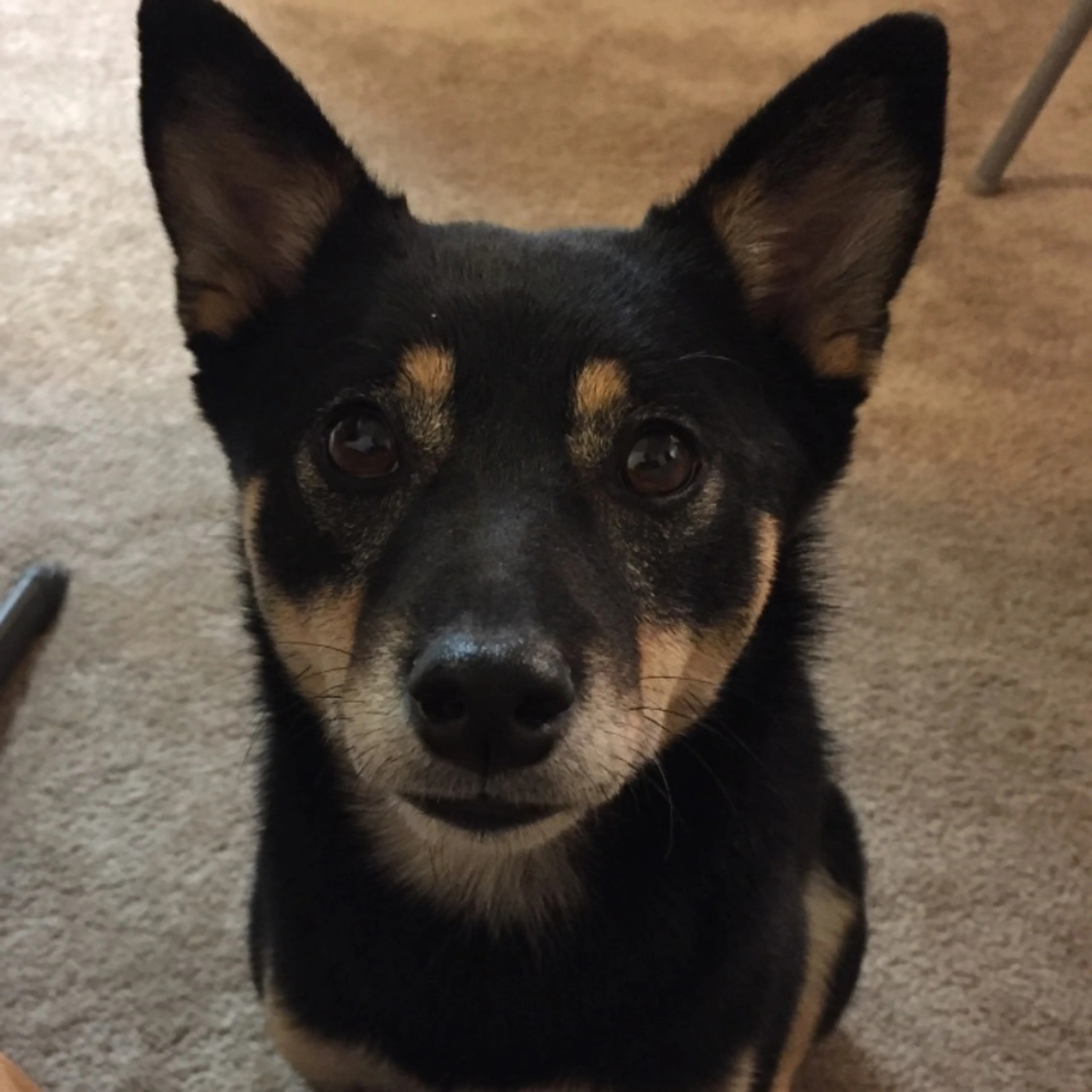 Lost pet