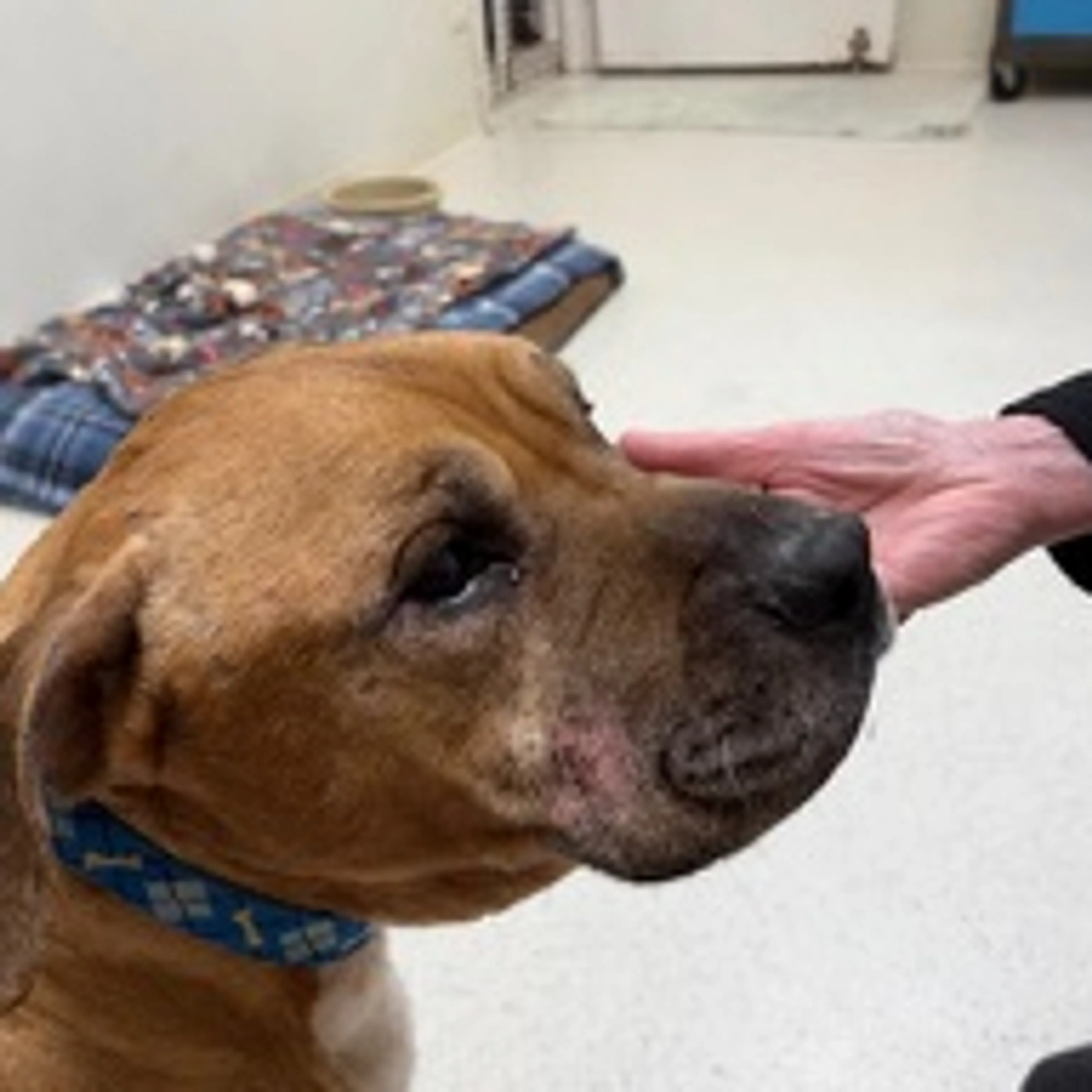 Found pet-2