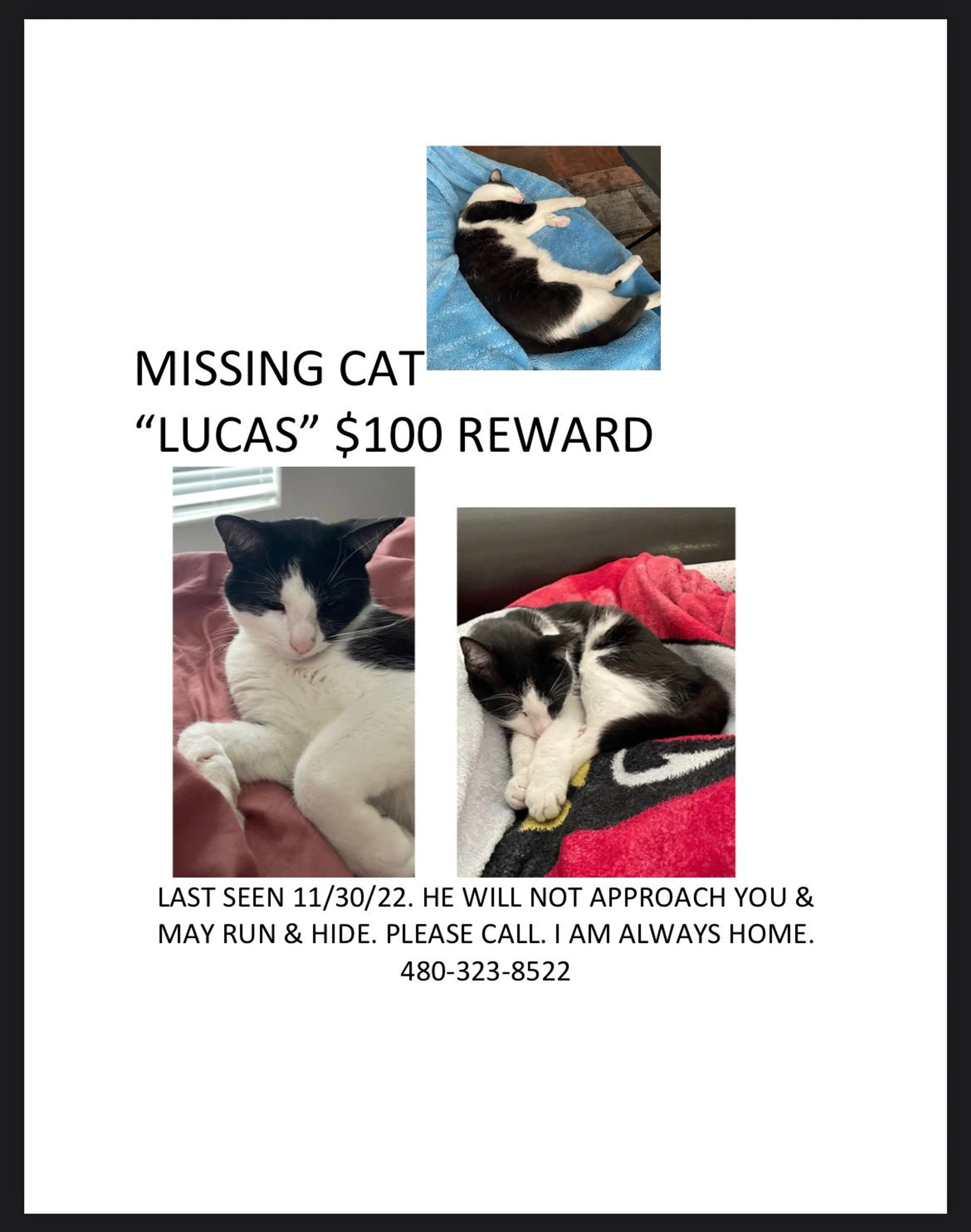 Lost pet