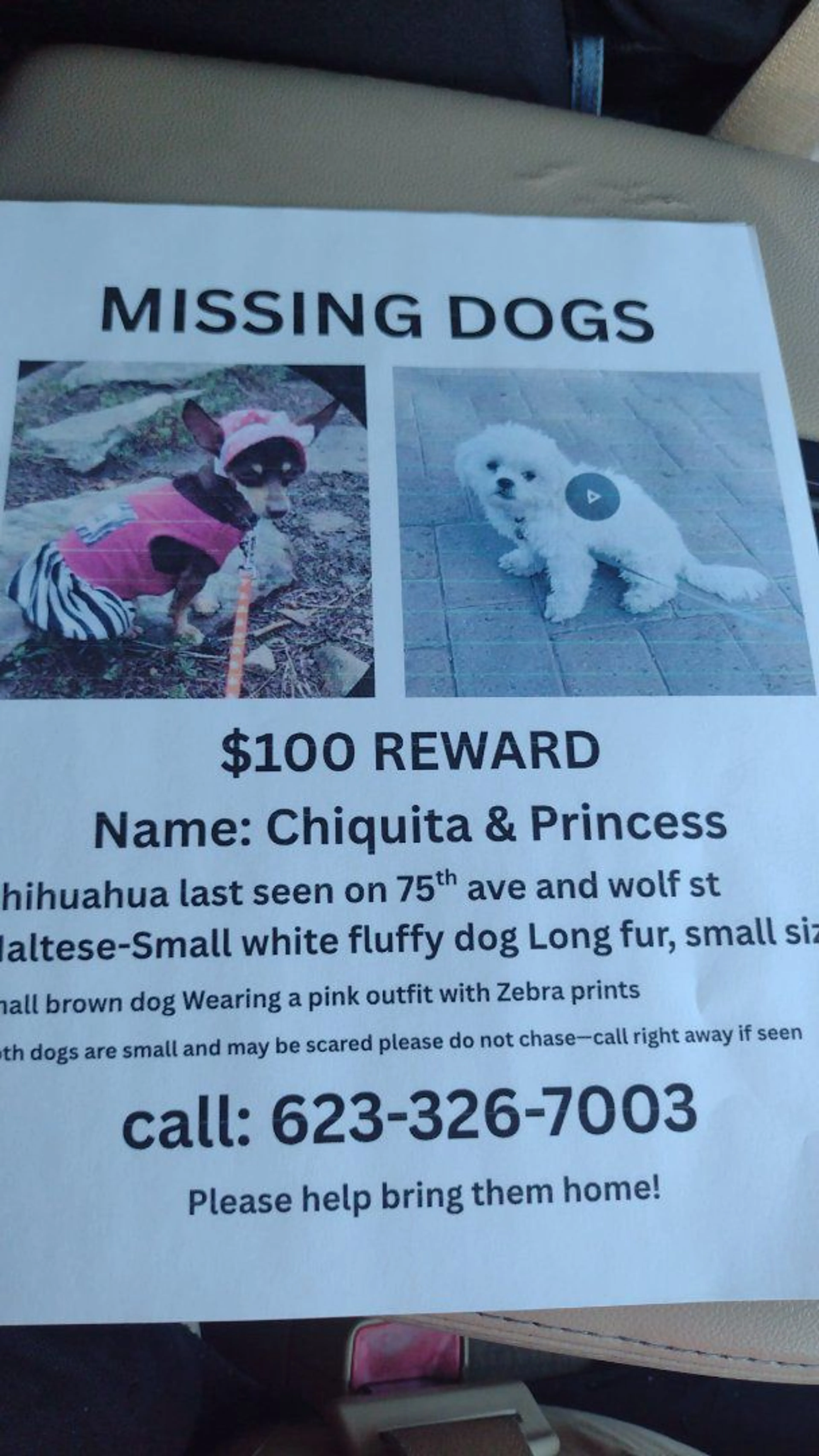 Lost pet-0
