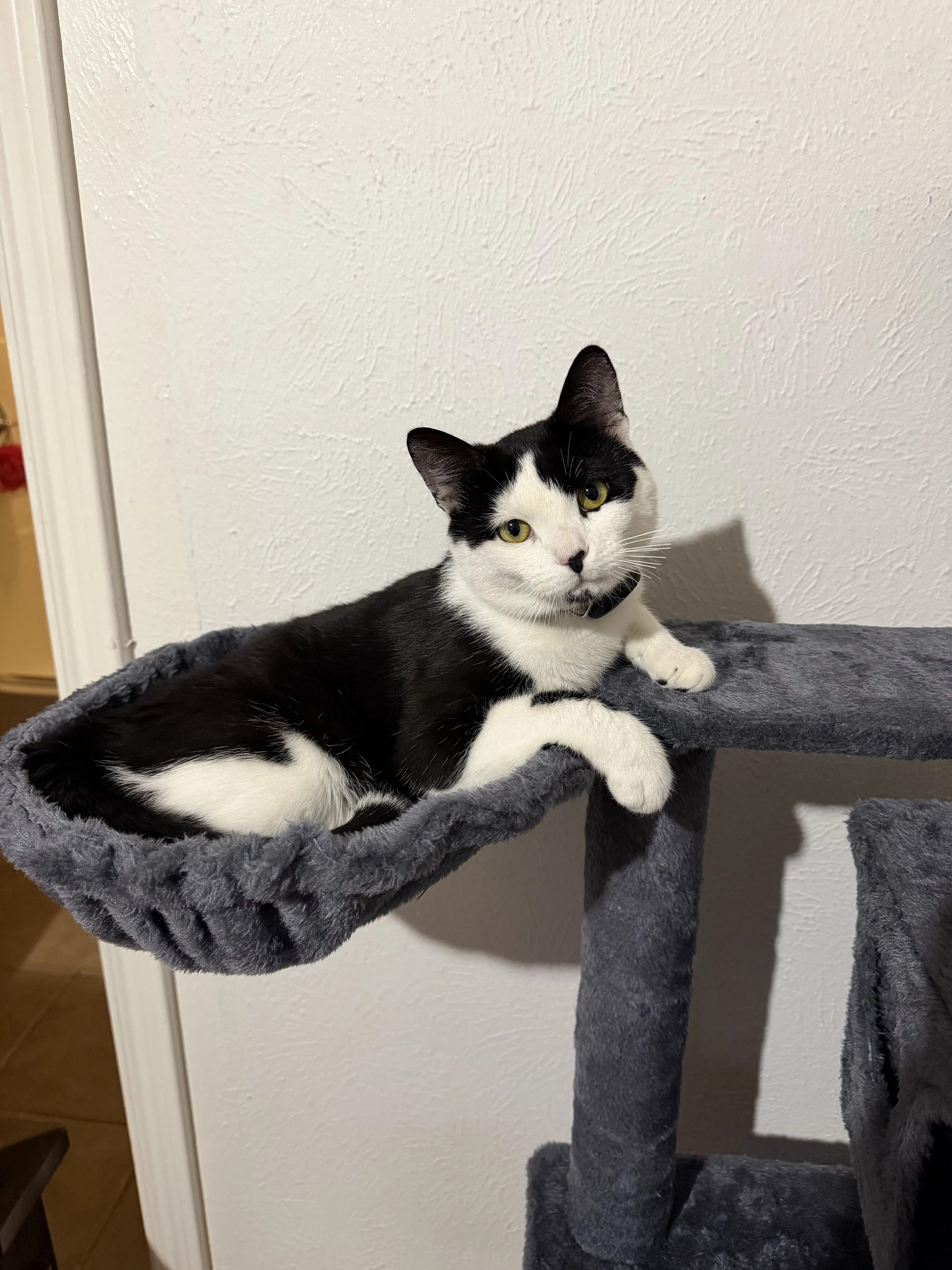 Lost pet