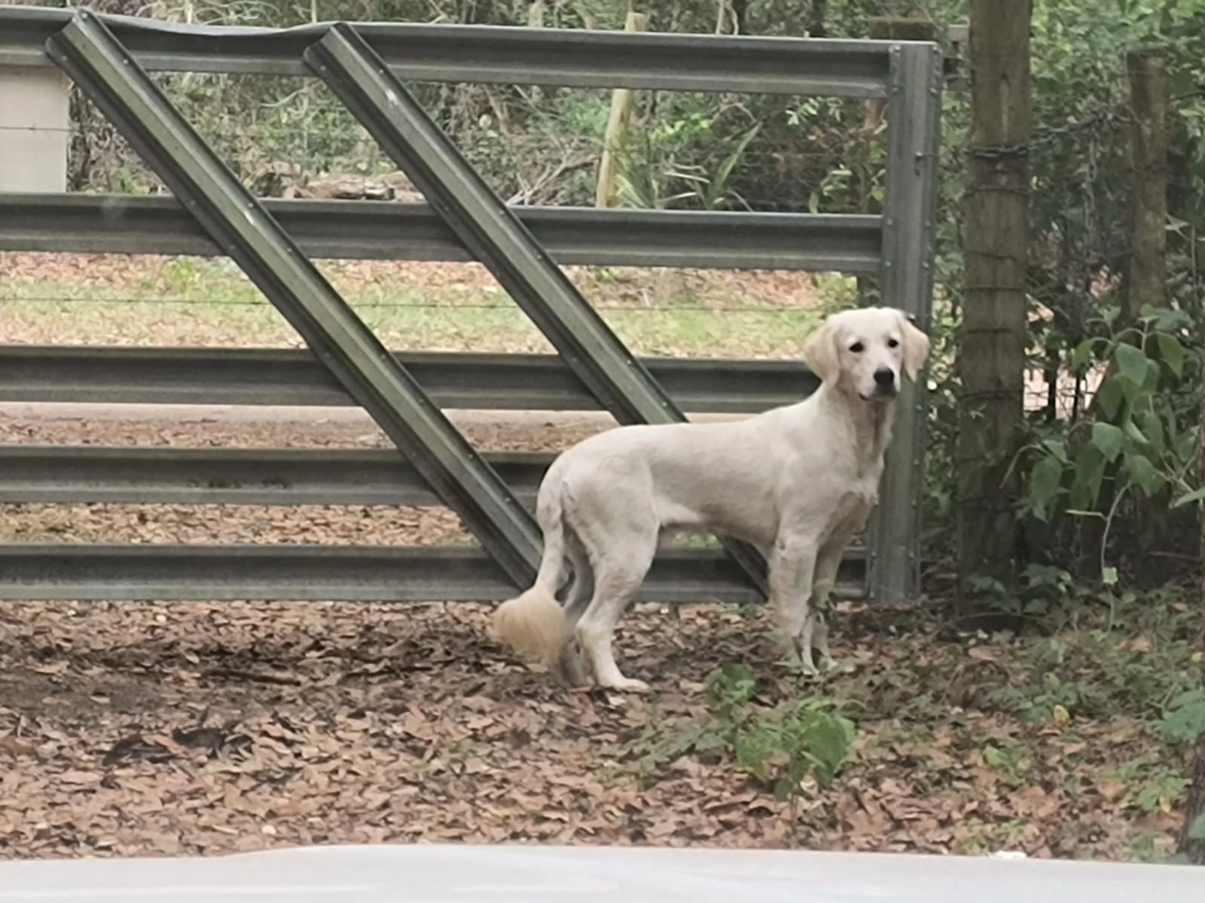 Lost pet-1