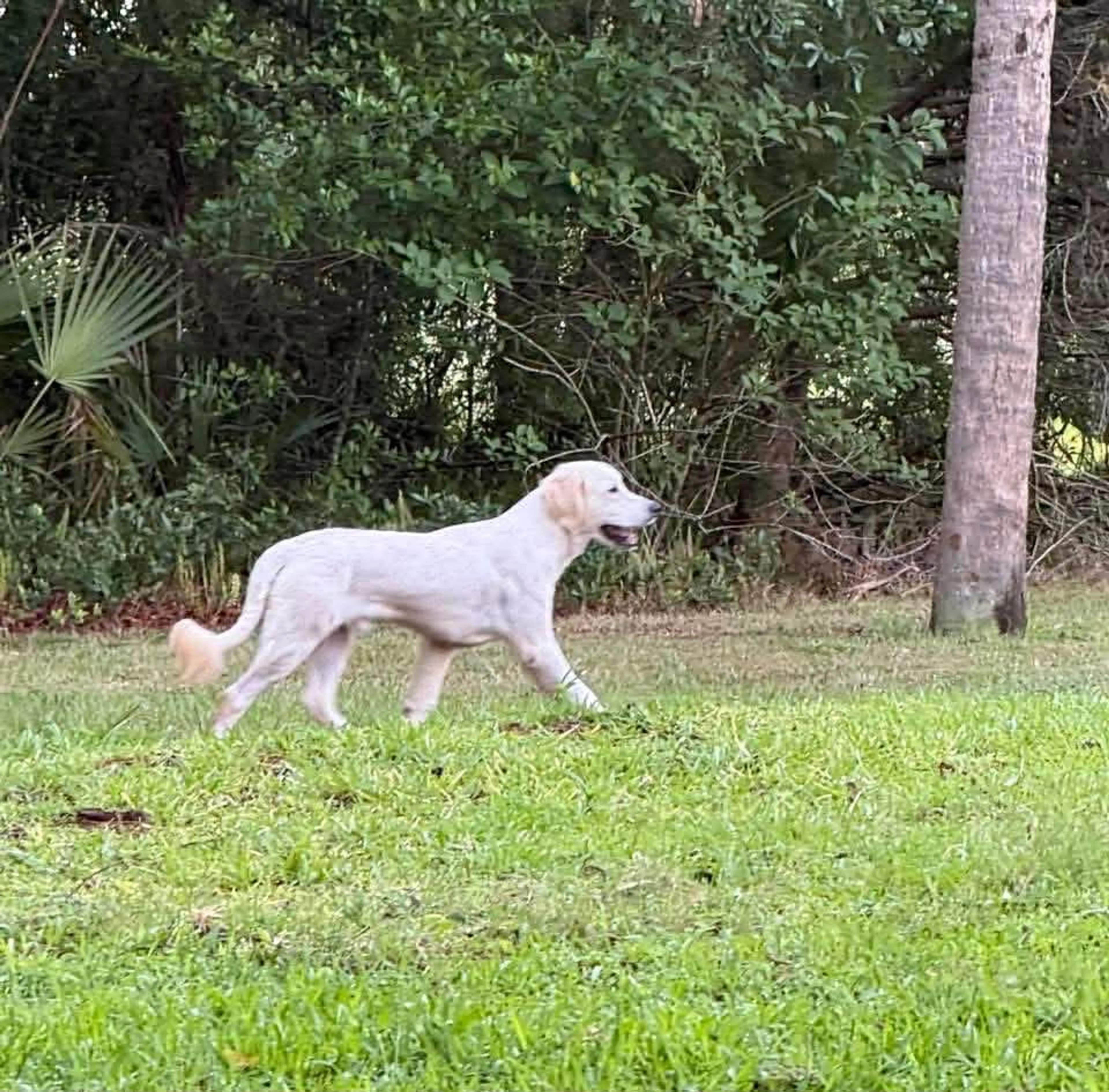 Lost pet-0
