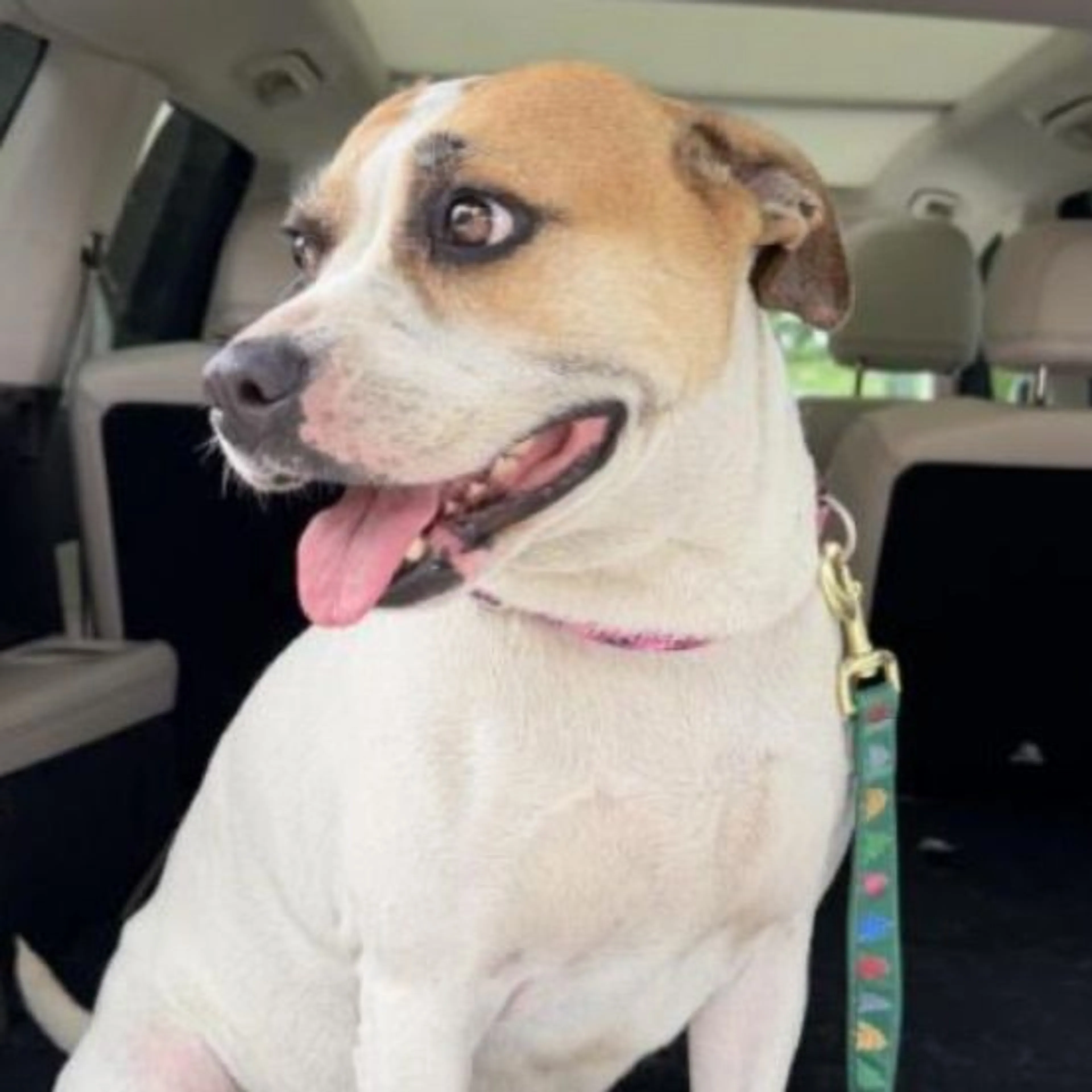 Found pet