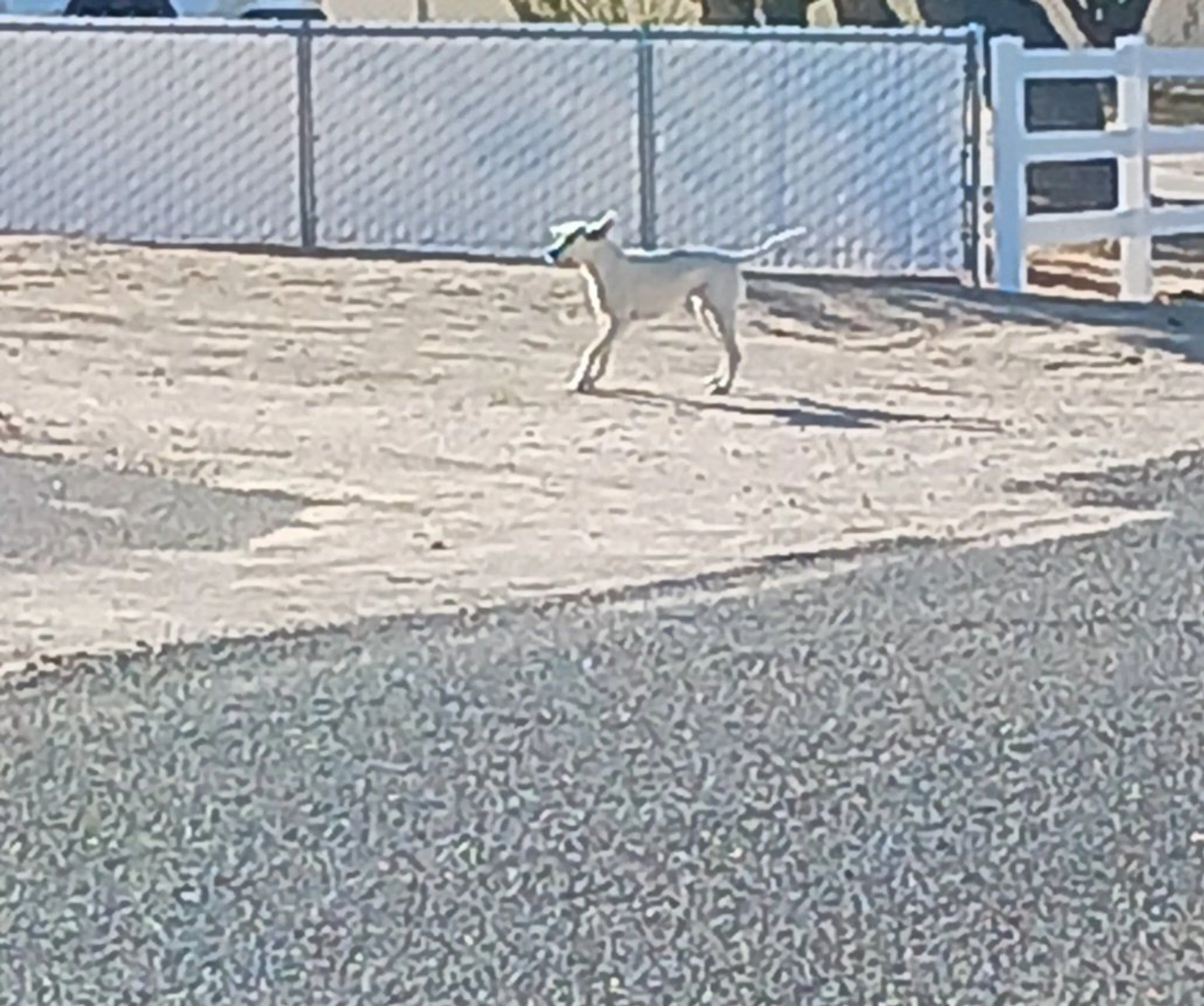 Lost pet-1