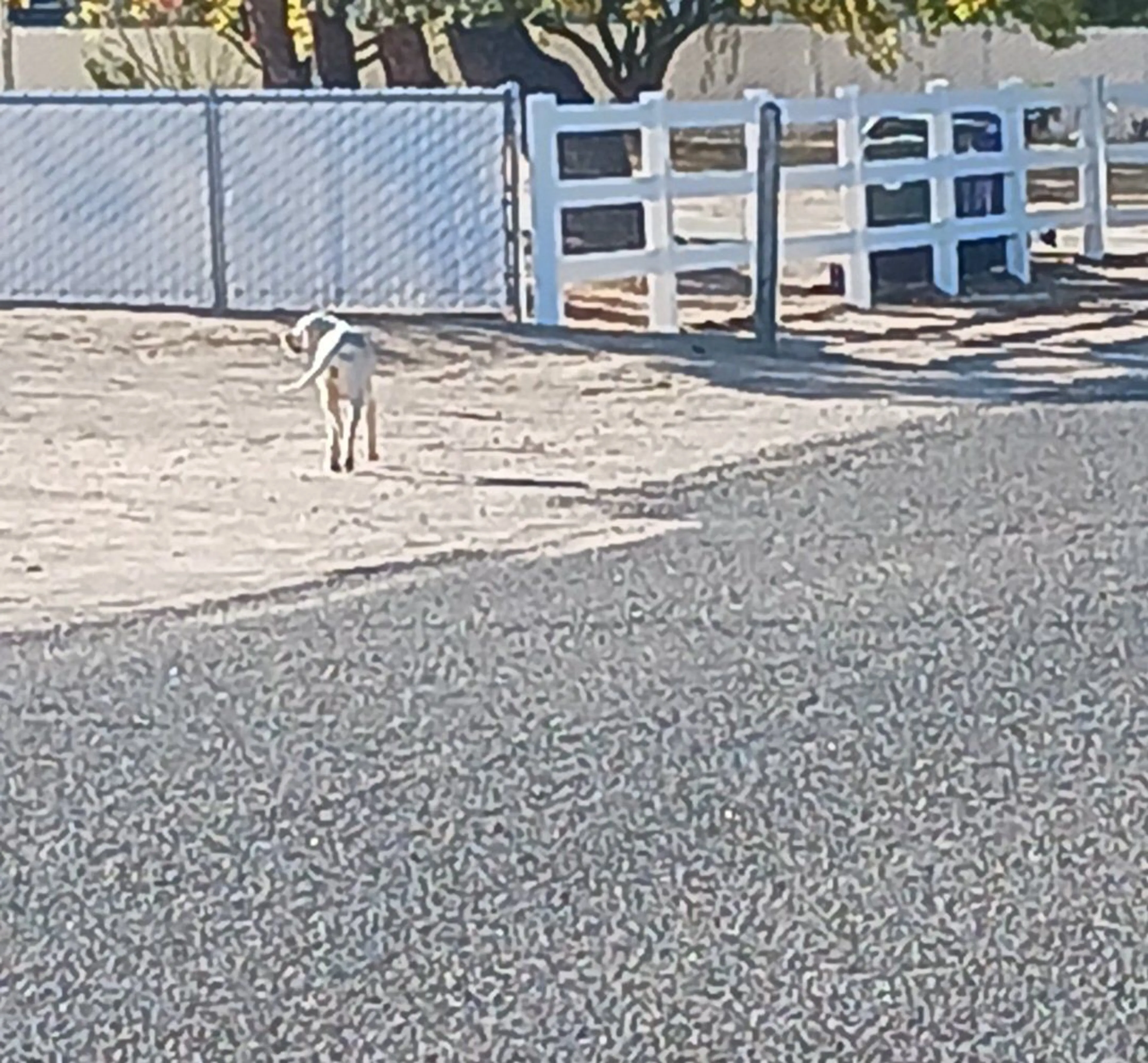 Lost pet-2