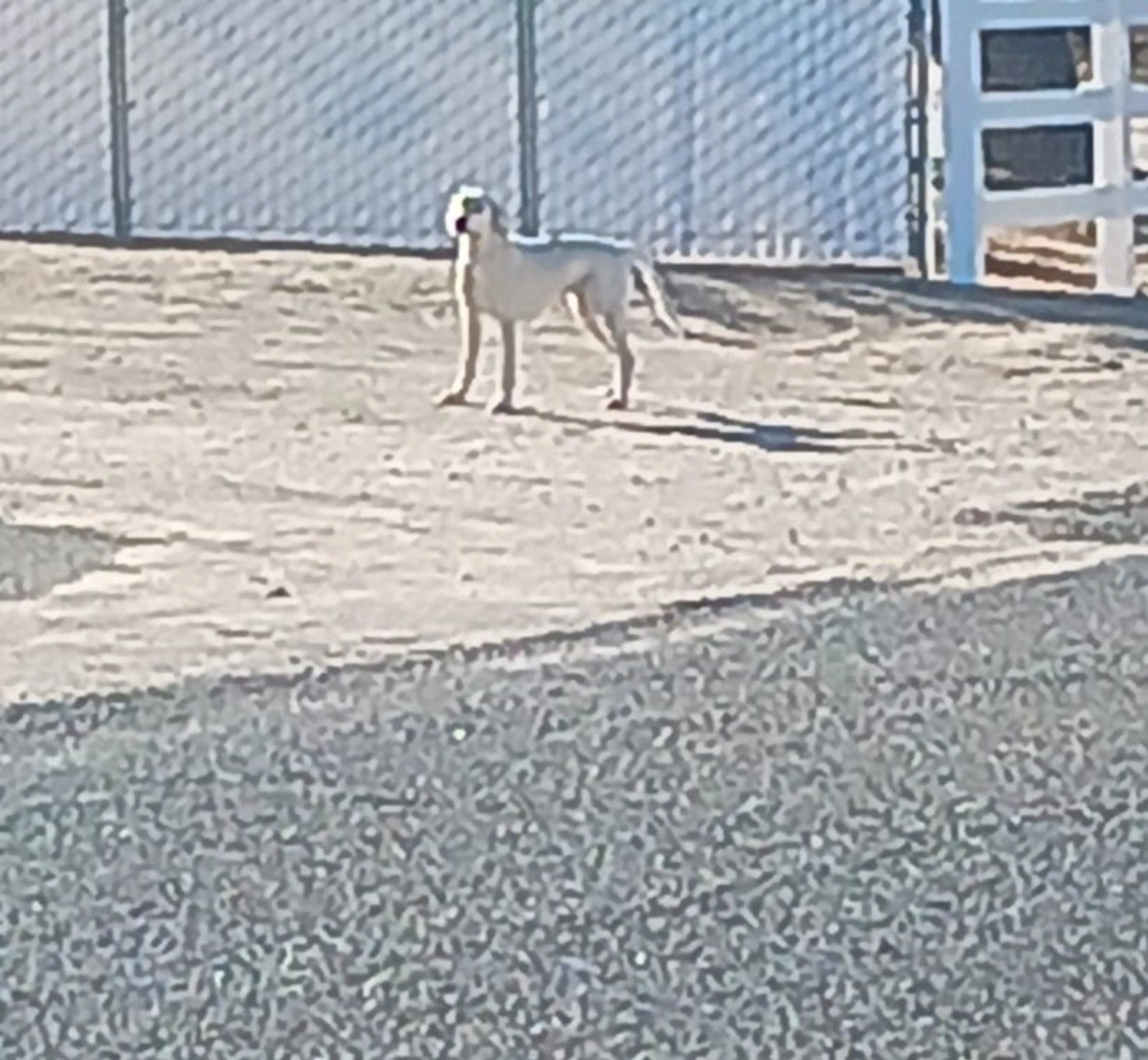 Lost pet-0