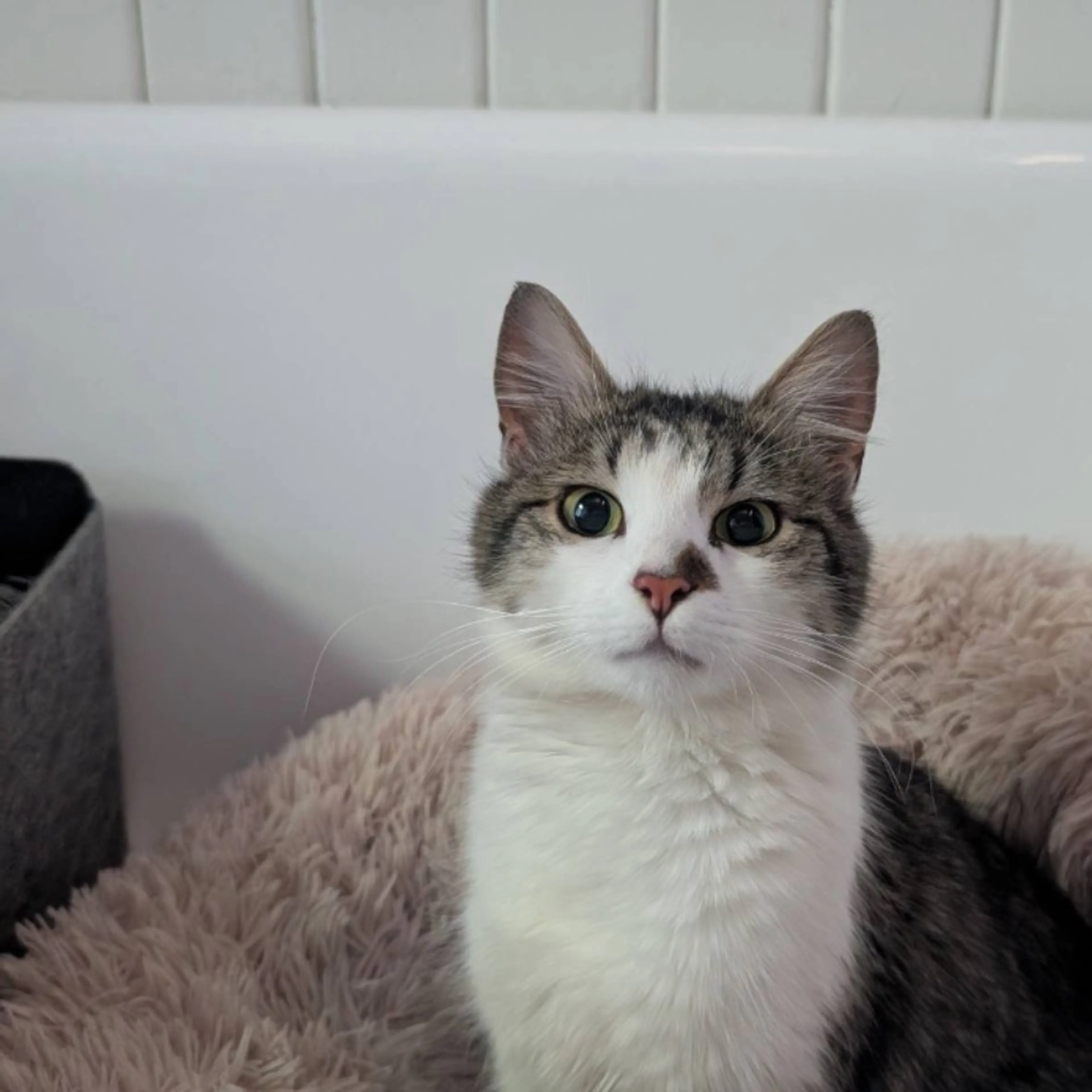 Found pet