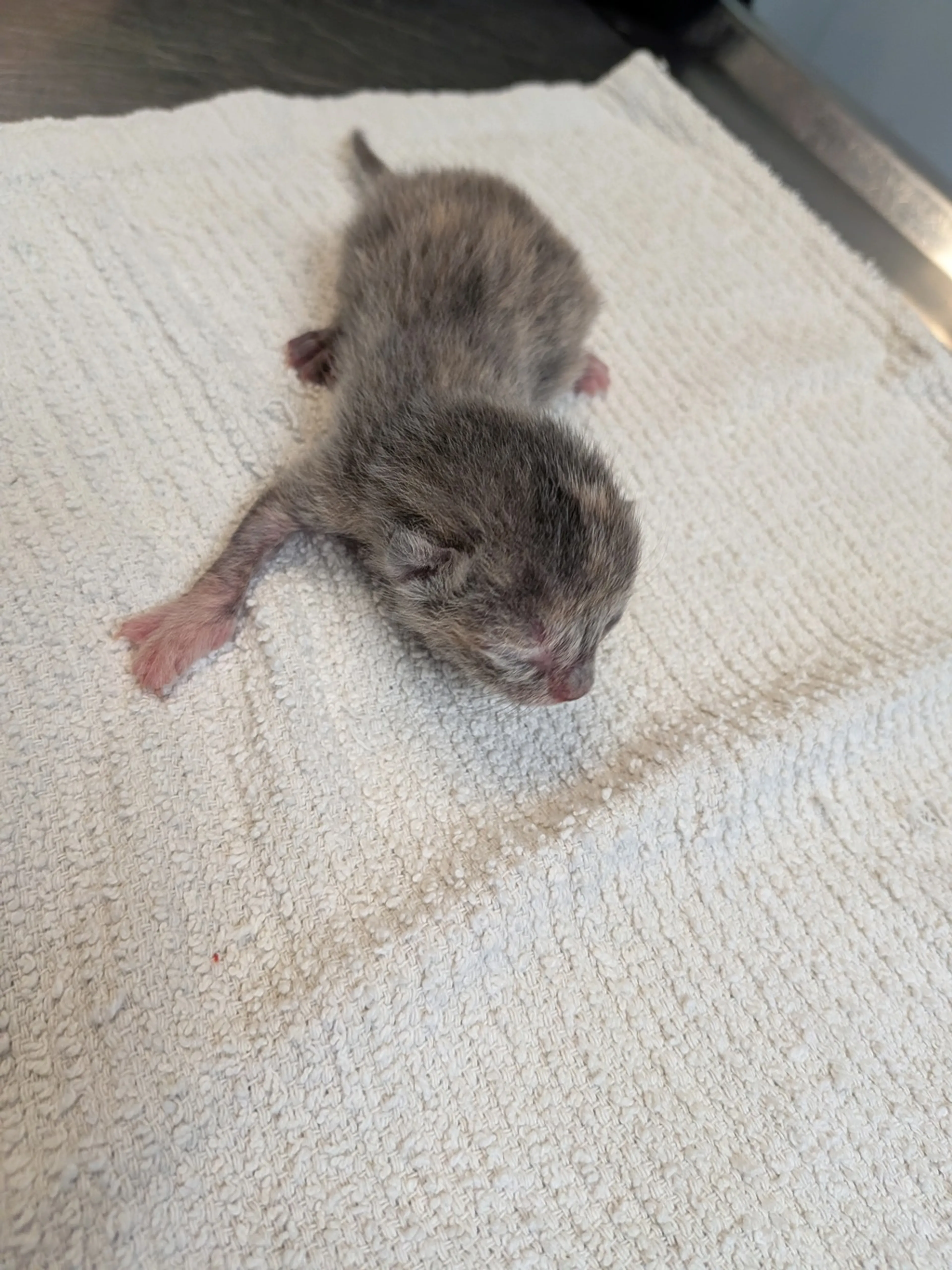 Found pet