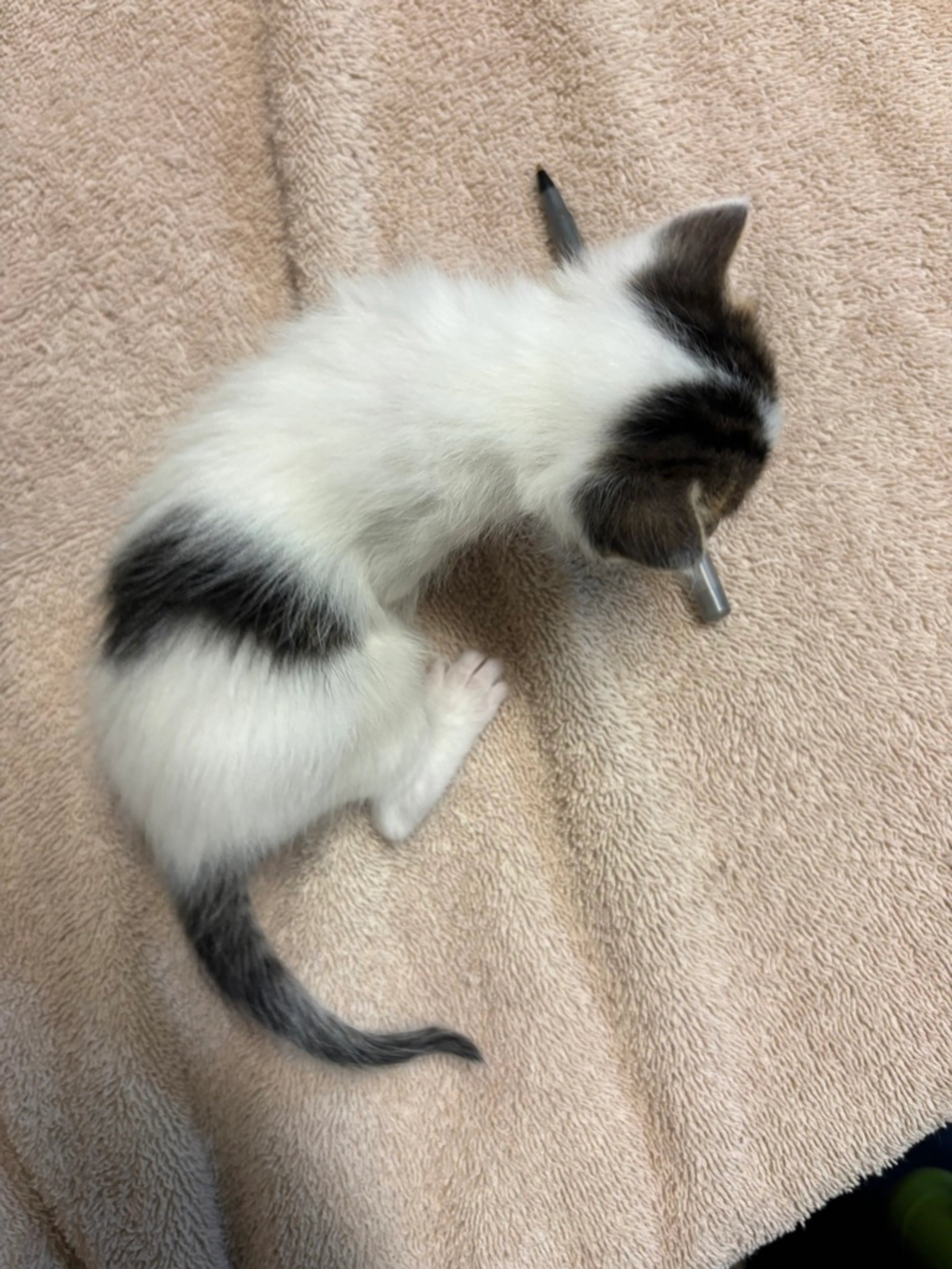 Found pet-1