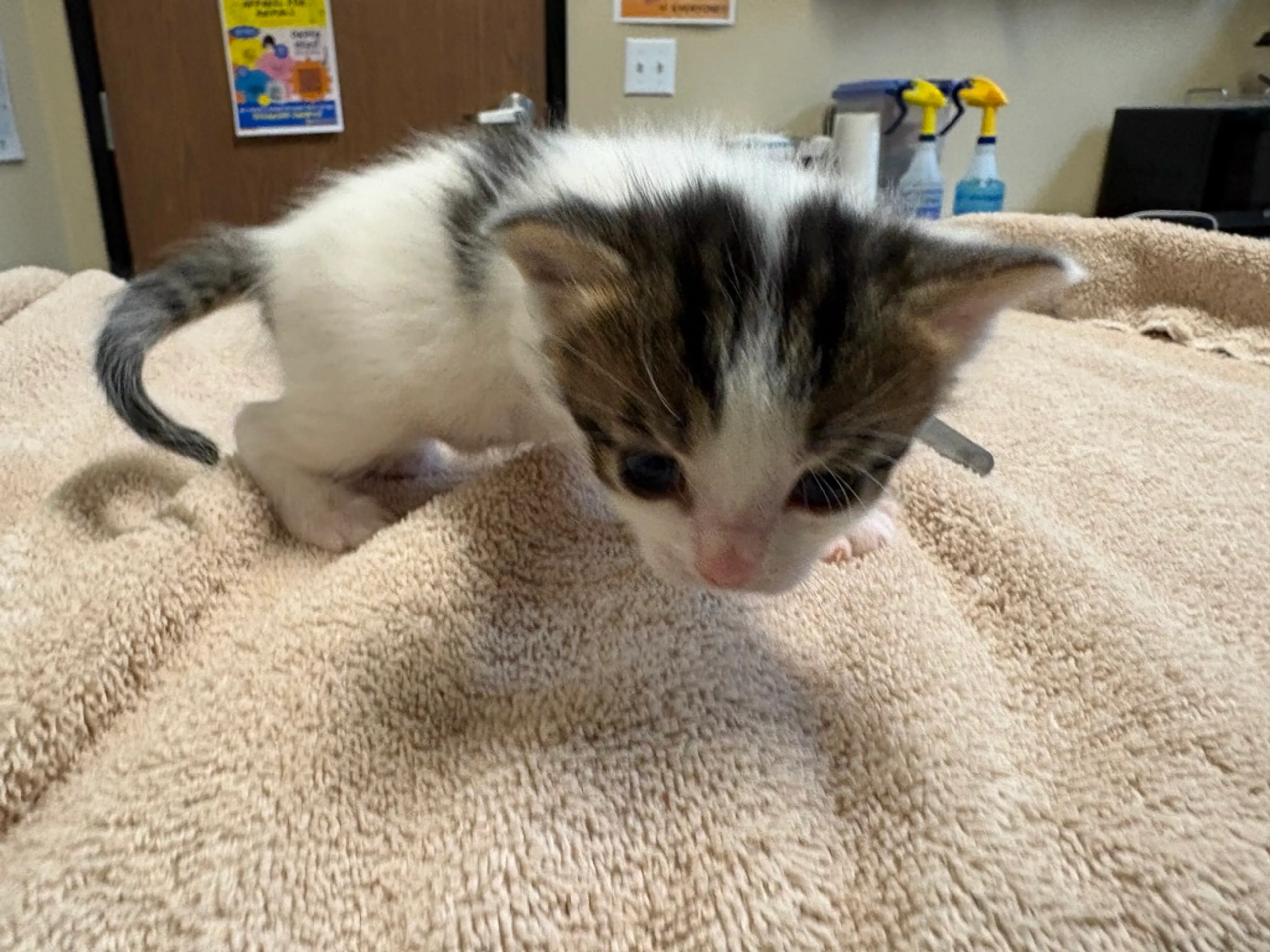 Found pet-0