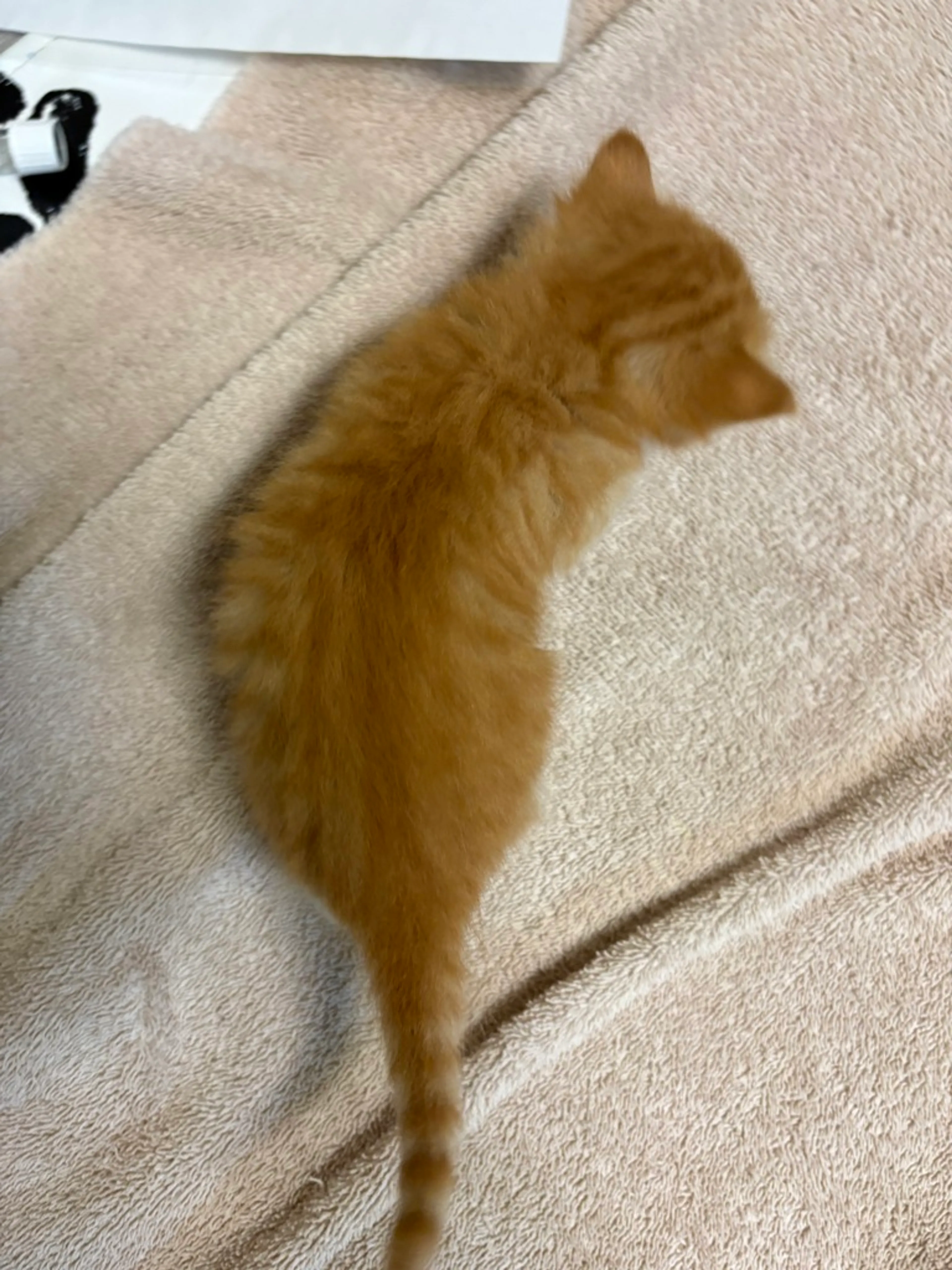 Found pet-1