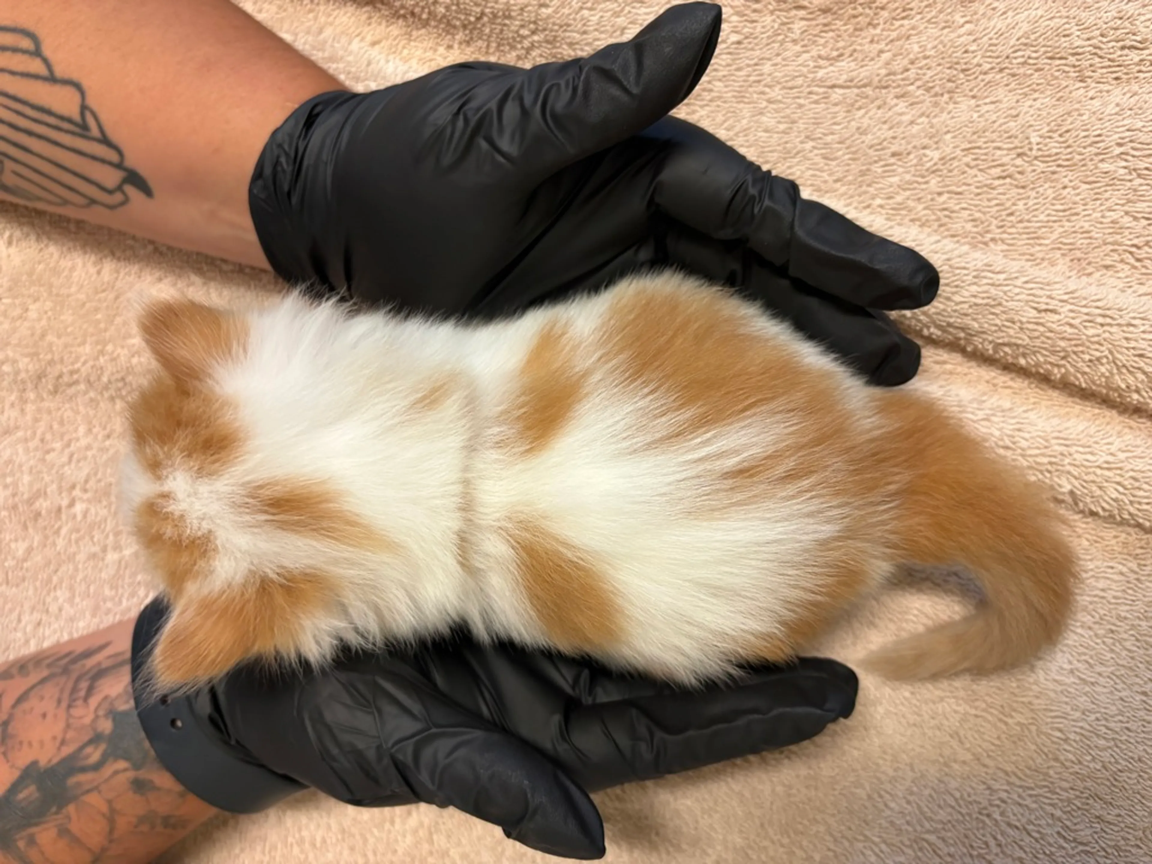 Found pet-1