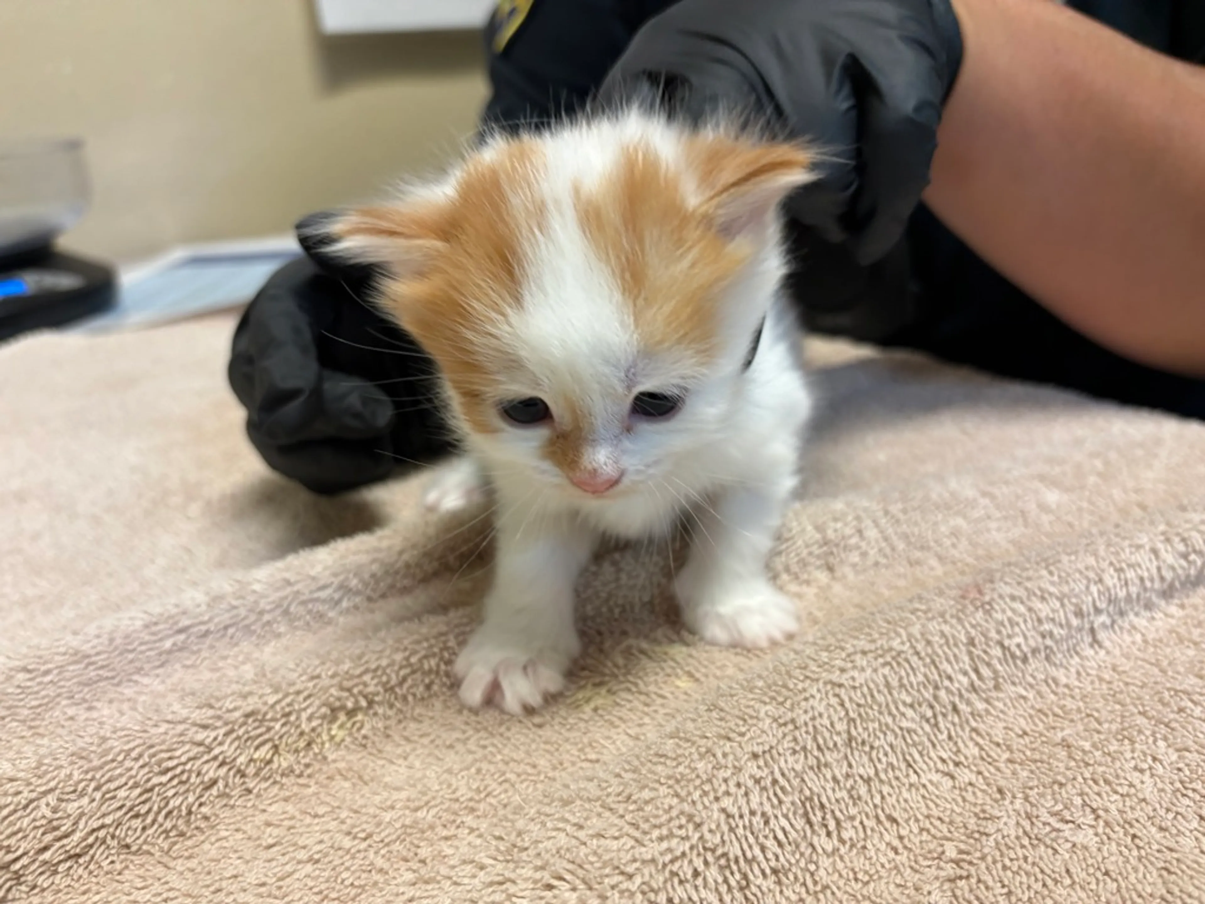 Found pet-0