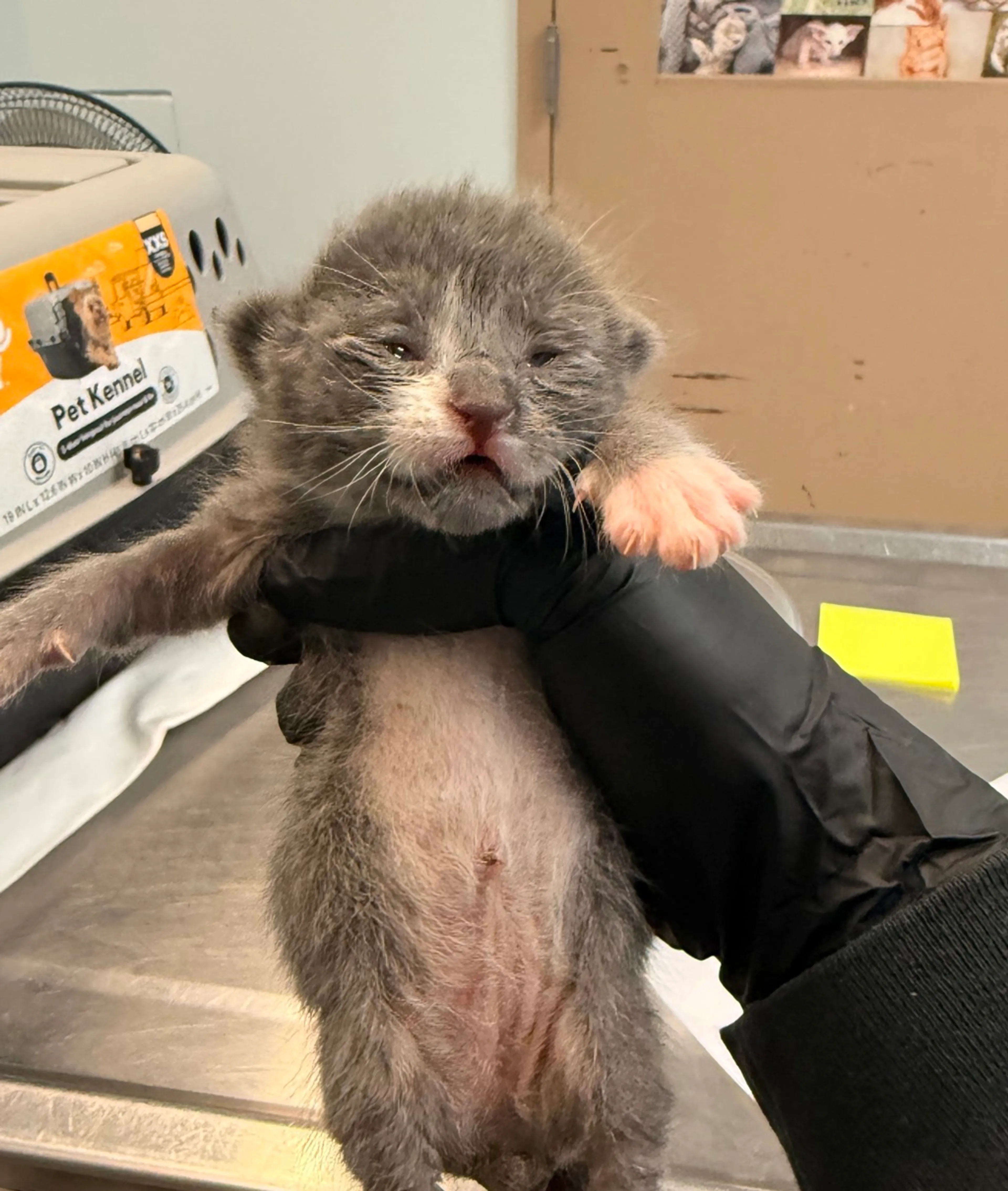 Found pet