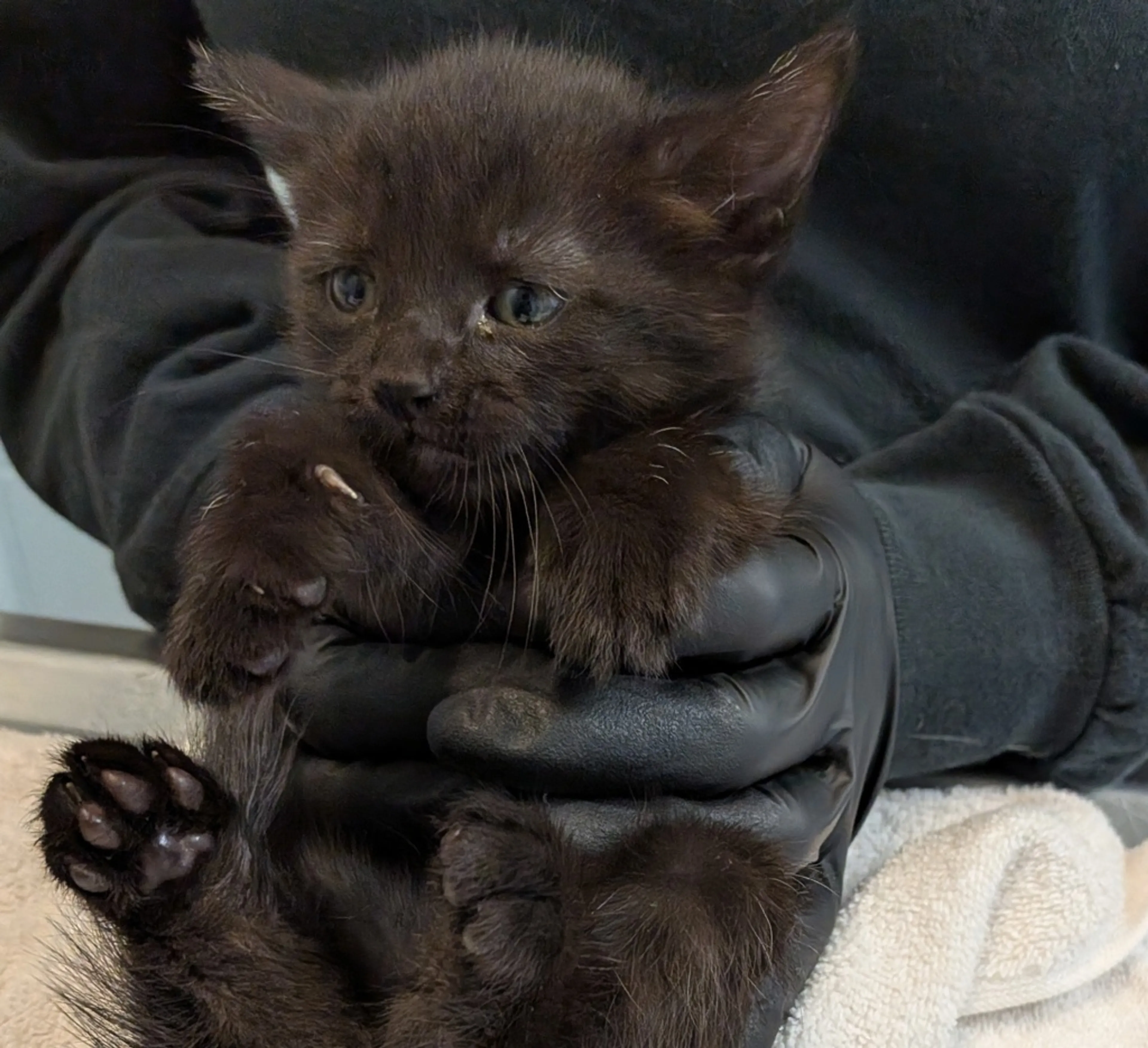 Found pet