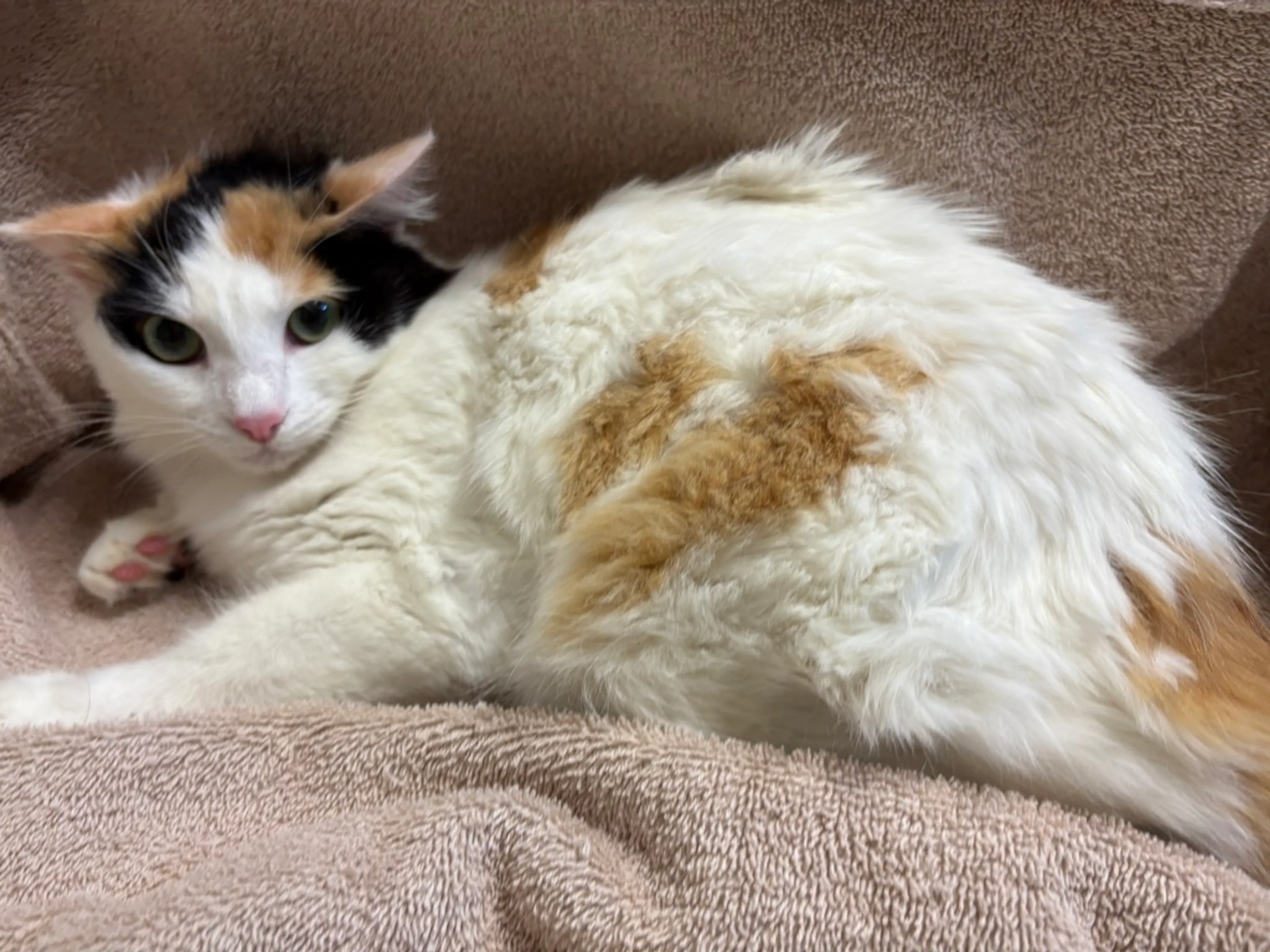 Found pet