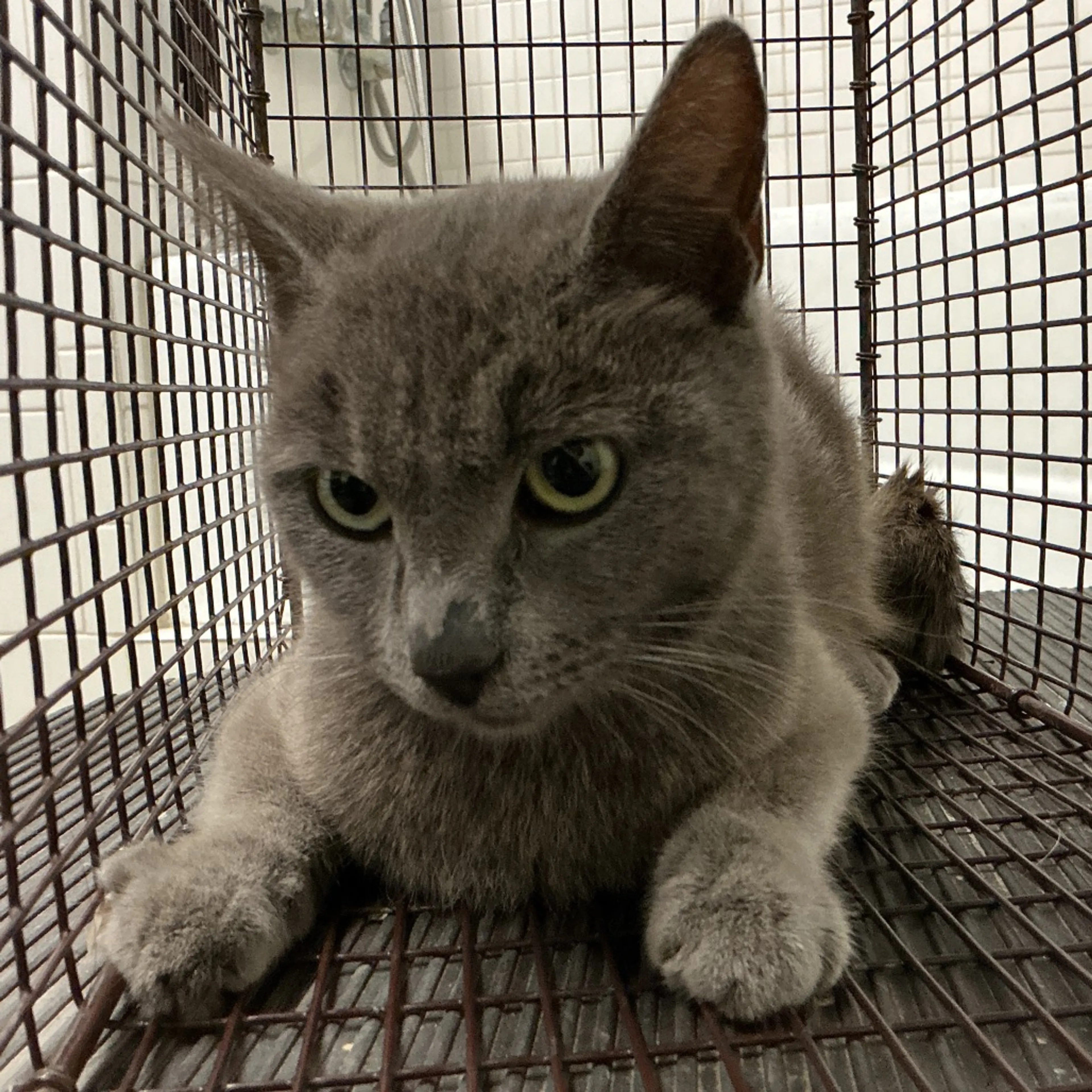 Found pet
