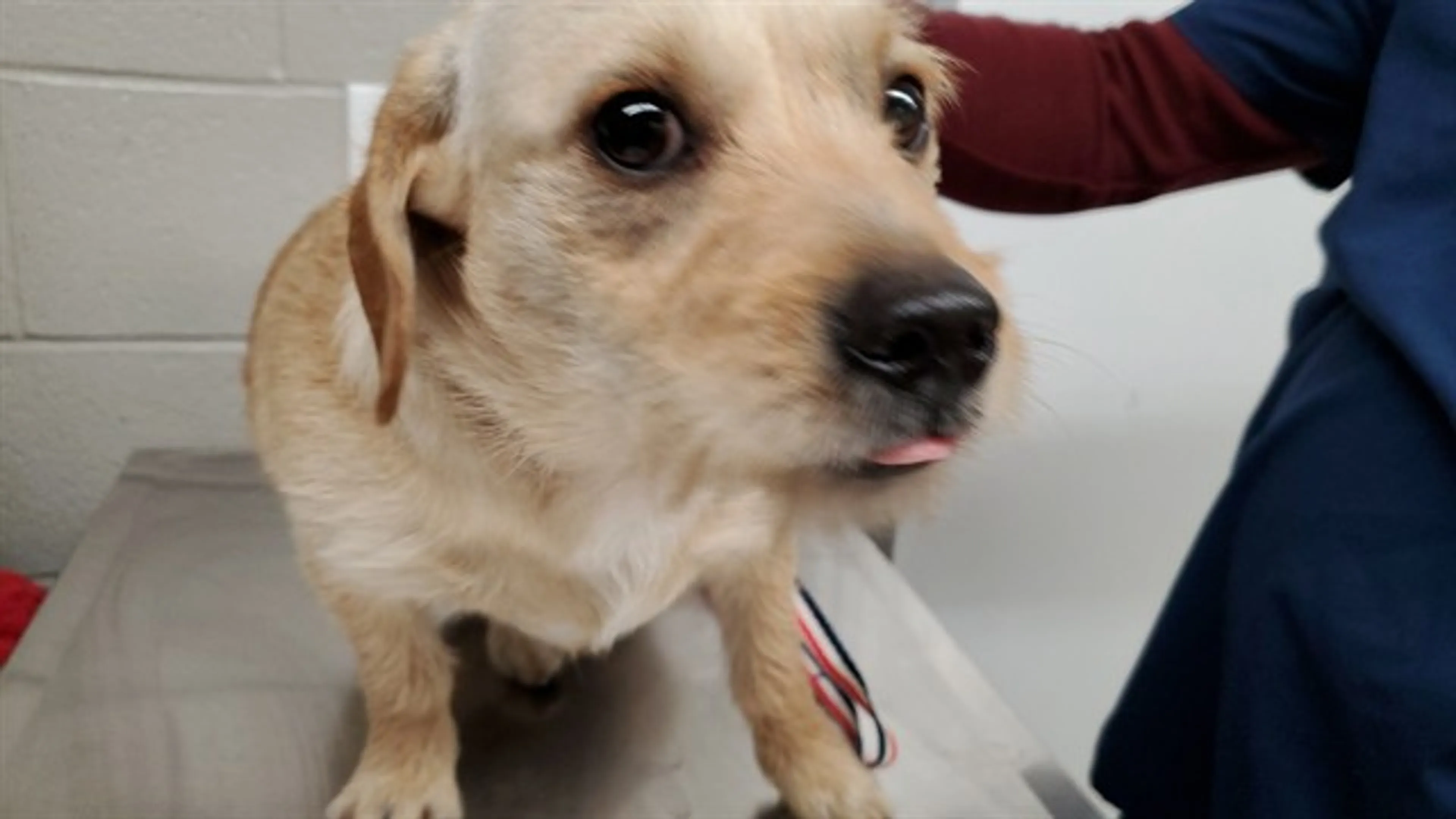 Found pet