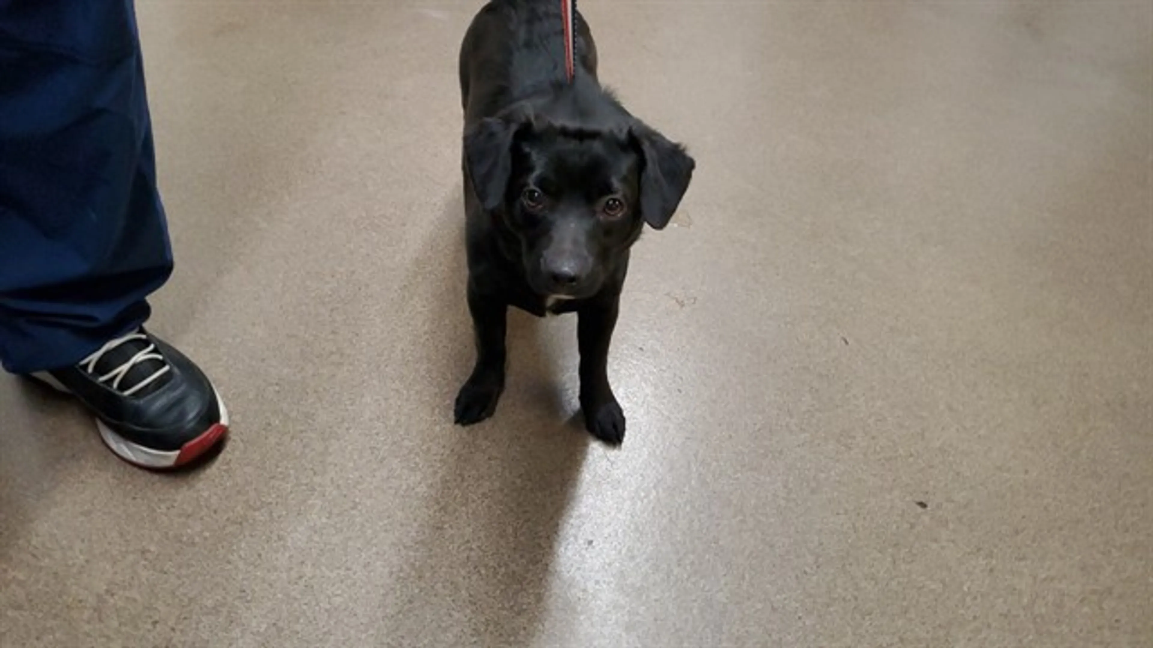 Found pet