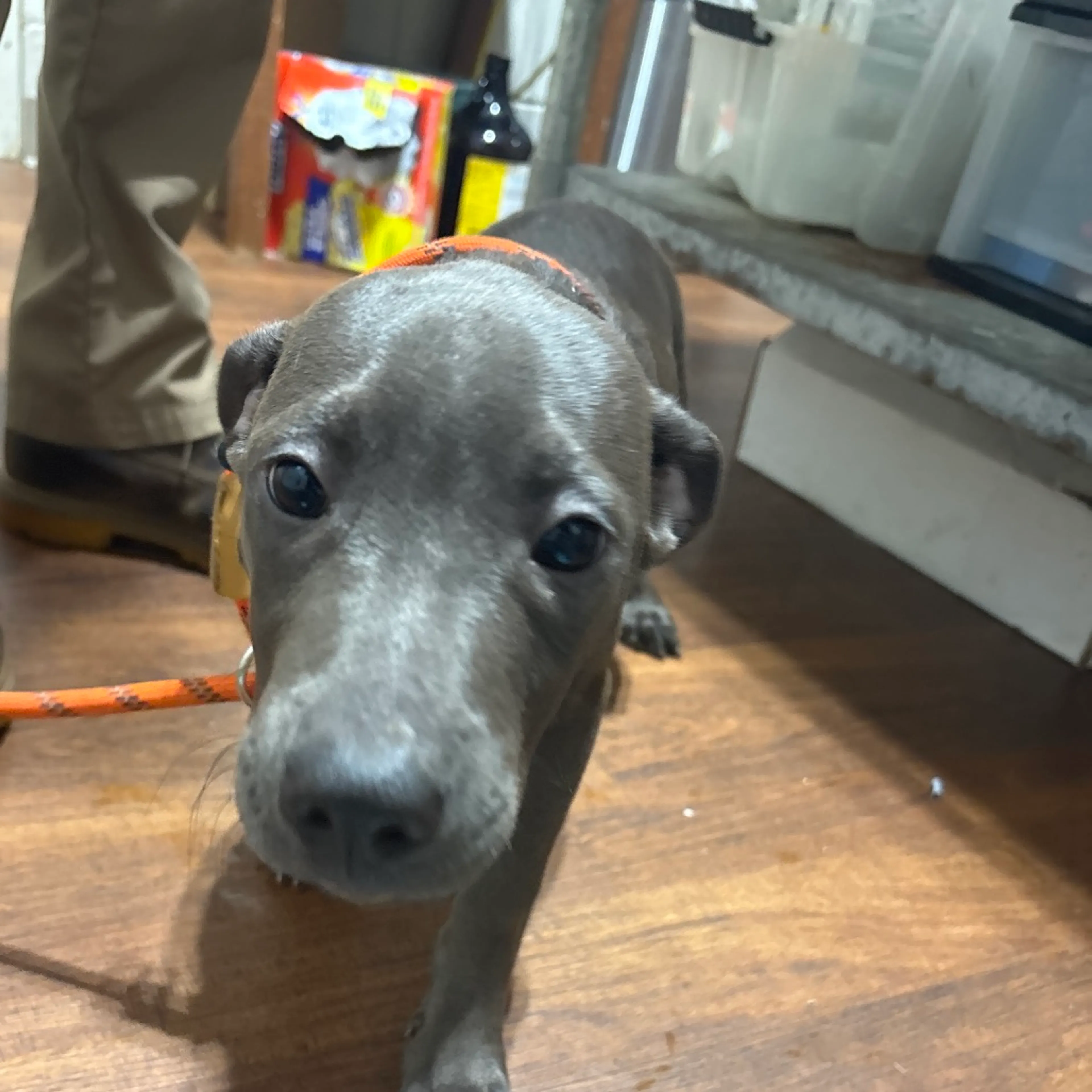 Found pet