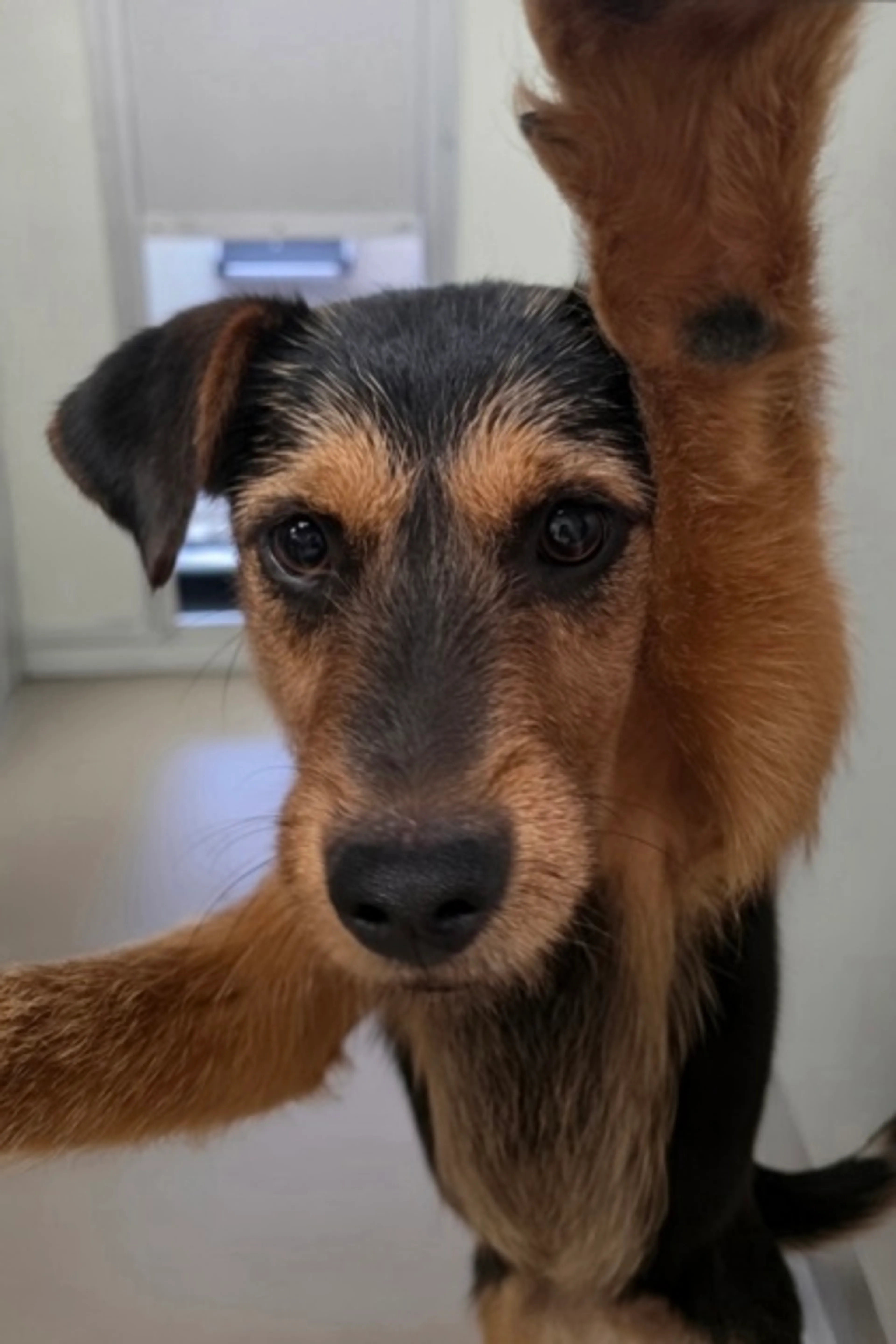 Found pet-1
