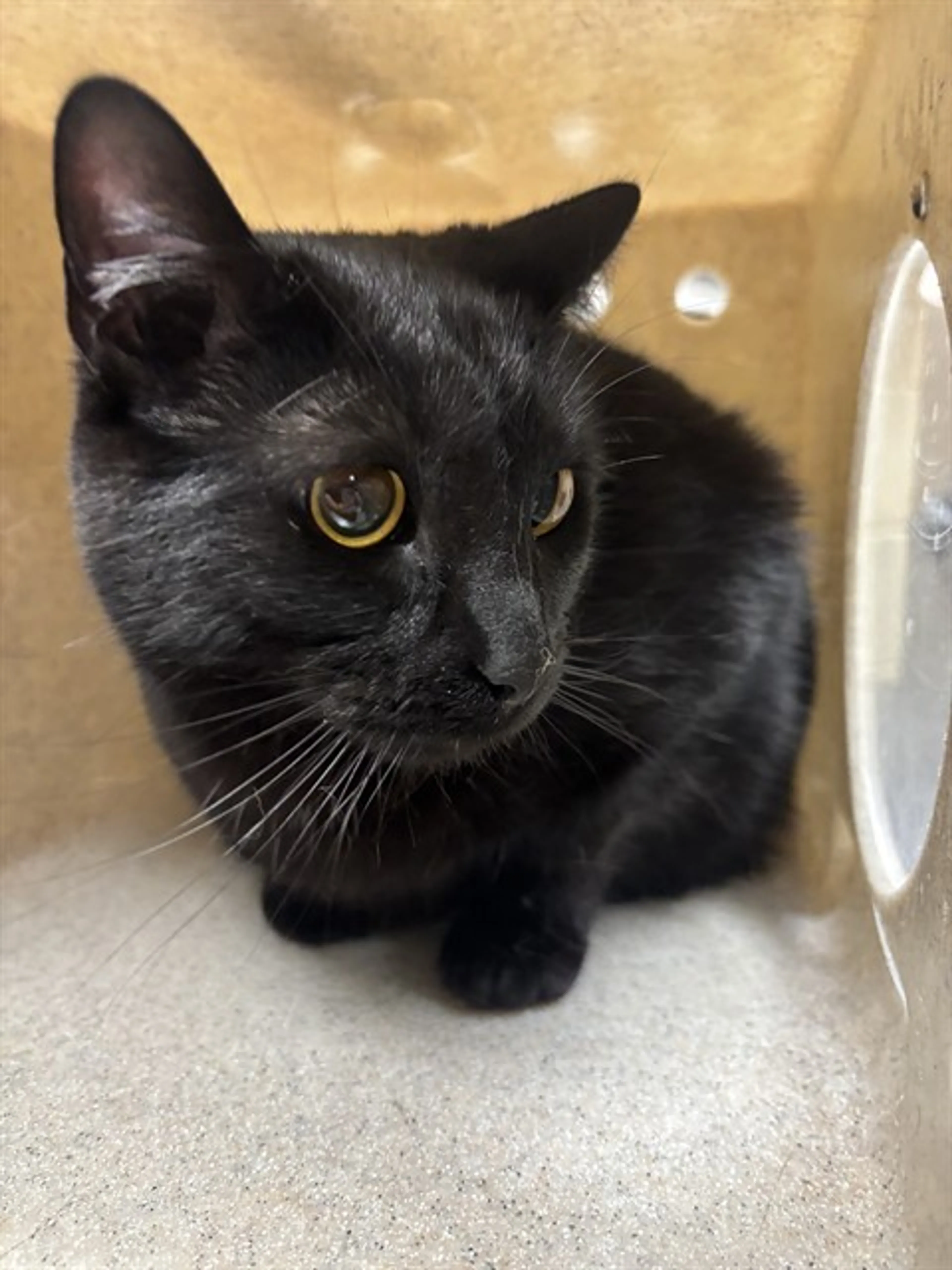 Found pet